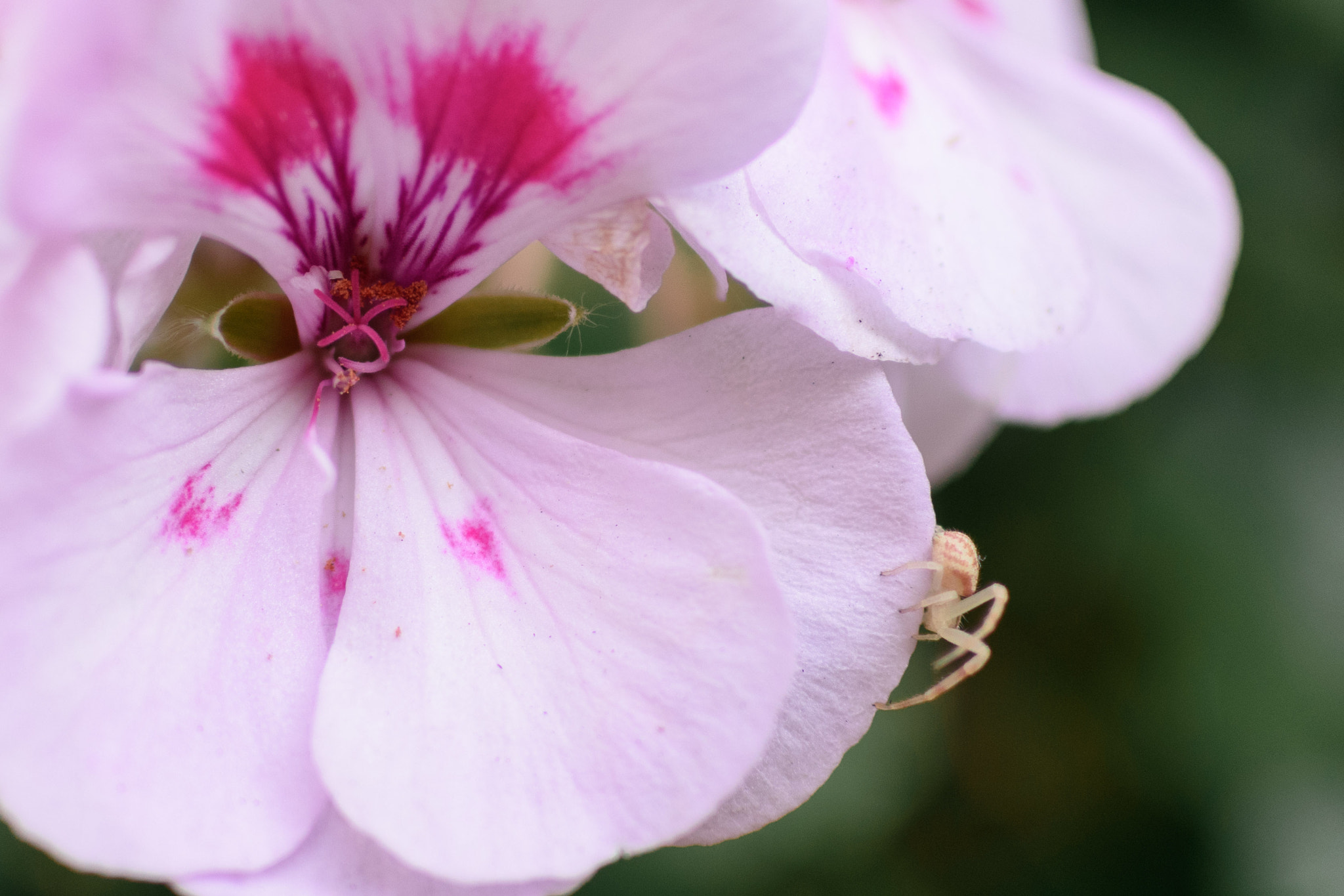 Nikon 1 Nikkor 18.5mm F1.8 sample photo. Tiny visitor photography