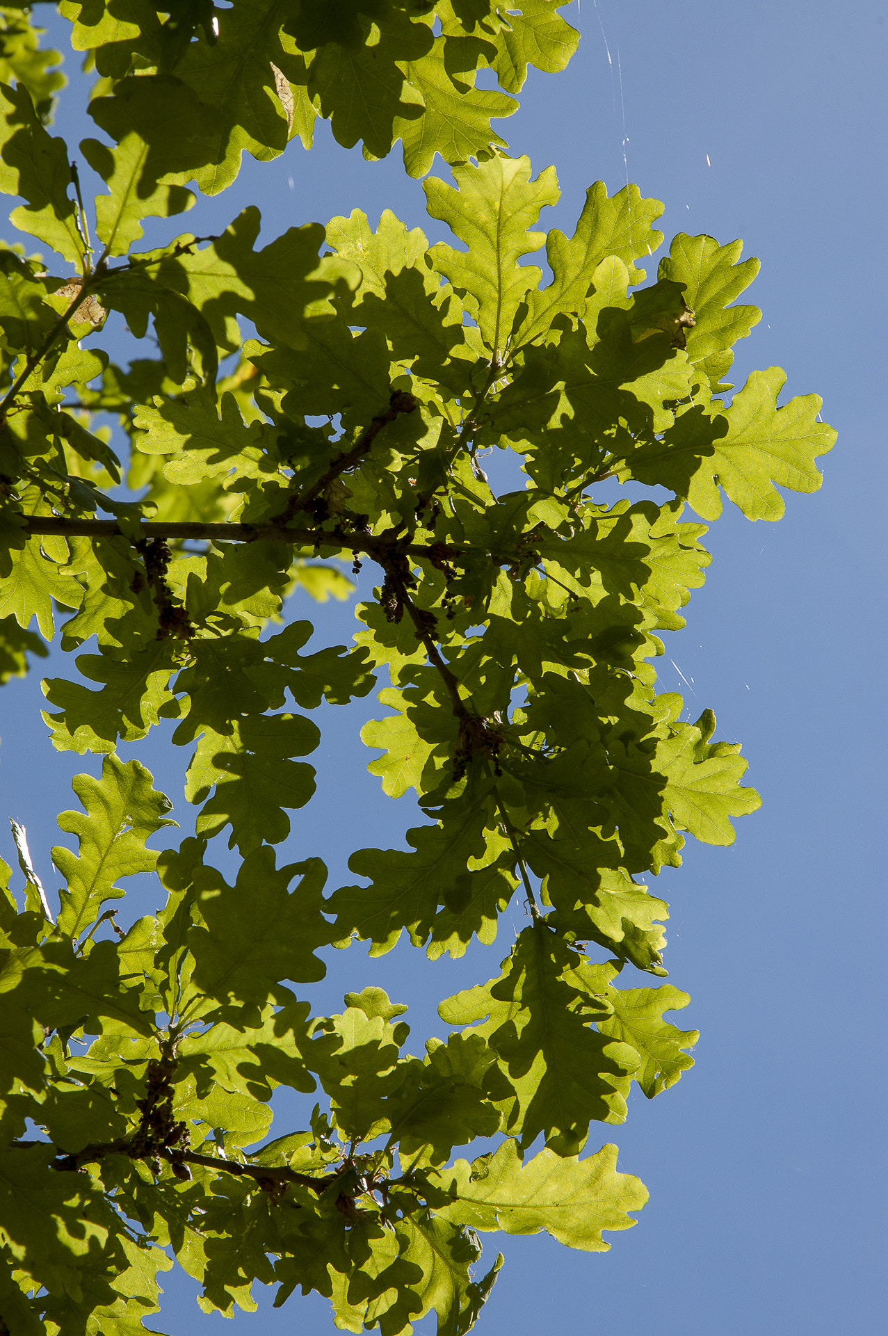 Nikon D70 sample photo. Oak leaves photography