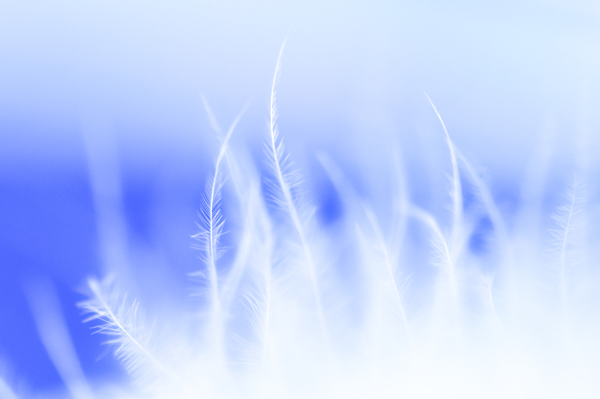 Tamron SP AF 90mm F2.8 Di Macro sample photo. Softness photography