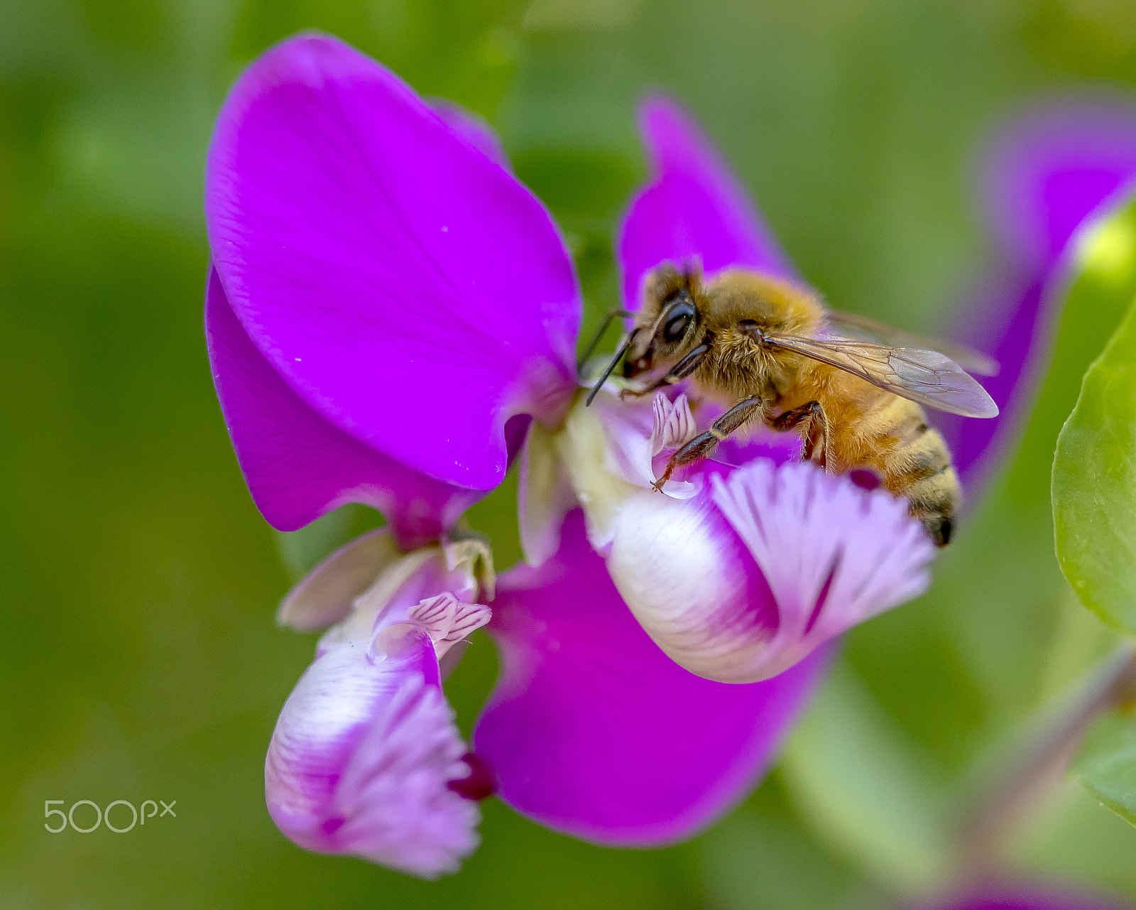 Canon EF 100mm F2.8 Macro USM sample photo. Honey bee photography