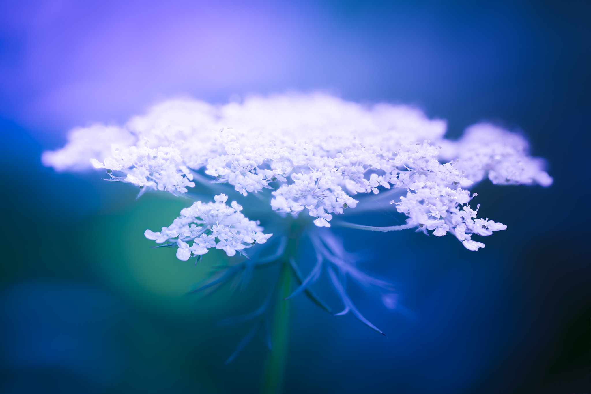 100mm F2.8 G SSM OSS sample photo. Snow white photography