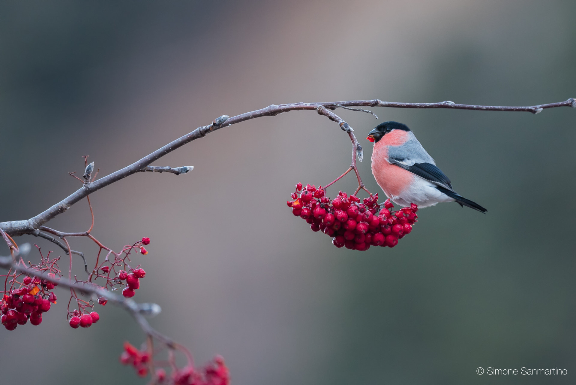 Nikon D750 + Sigma 500mm F4.5 EX DG HSM sample photo. Ciuffolotto - bullfinch photography