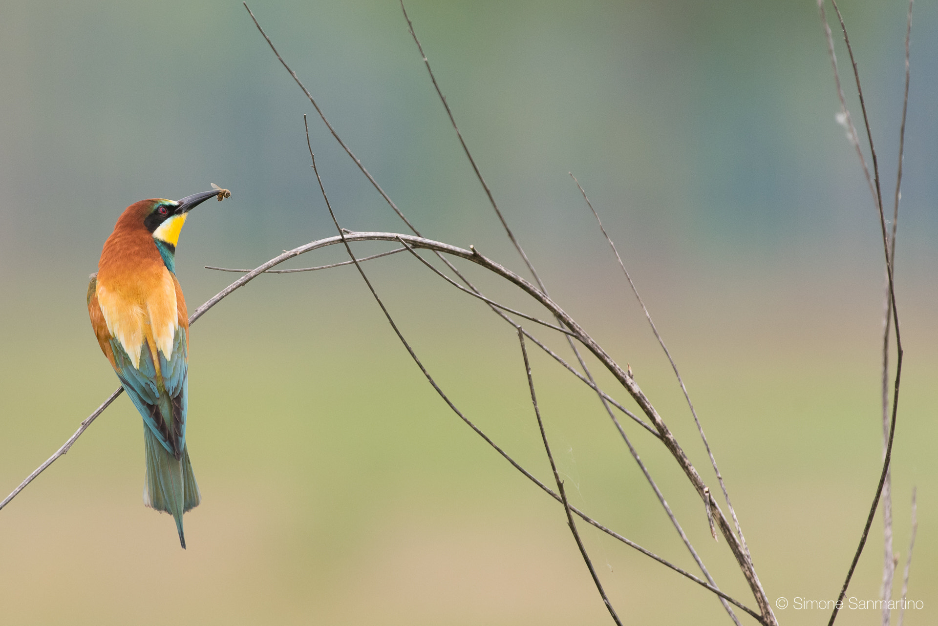 Nikon D750 + Sigma 500mm F4.5 EX DG HSM sample photo. Gruccione - bee-eater photography