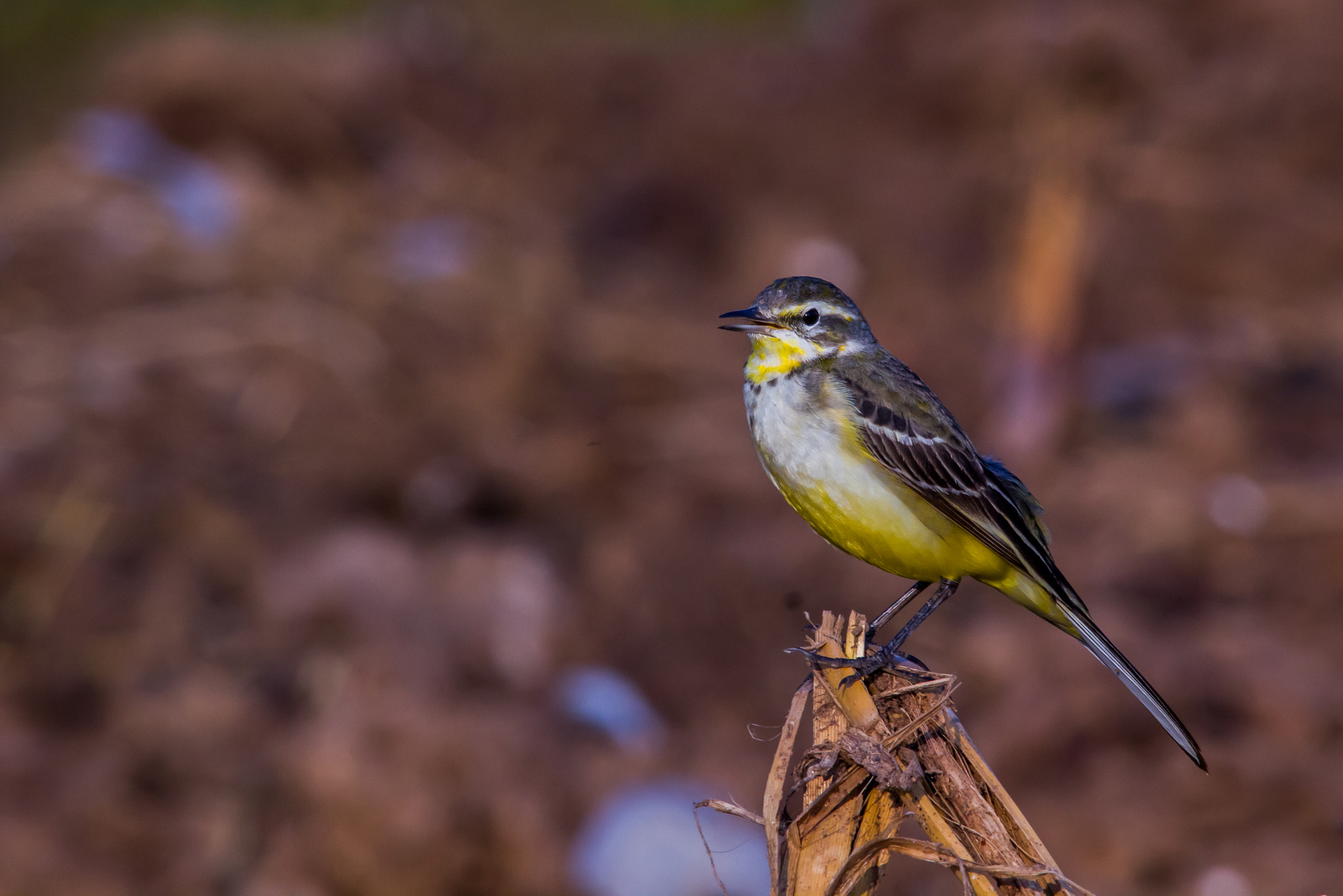 Sigma 150-500mm F5-6.3 DG OS HSM sample photo. Tweeting photography