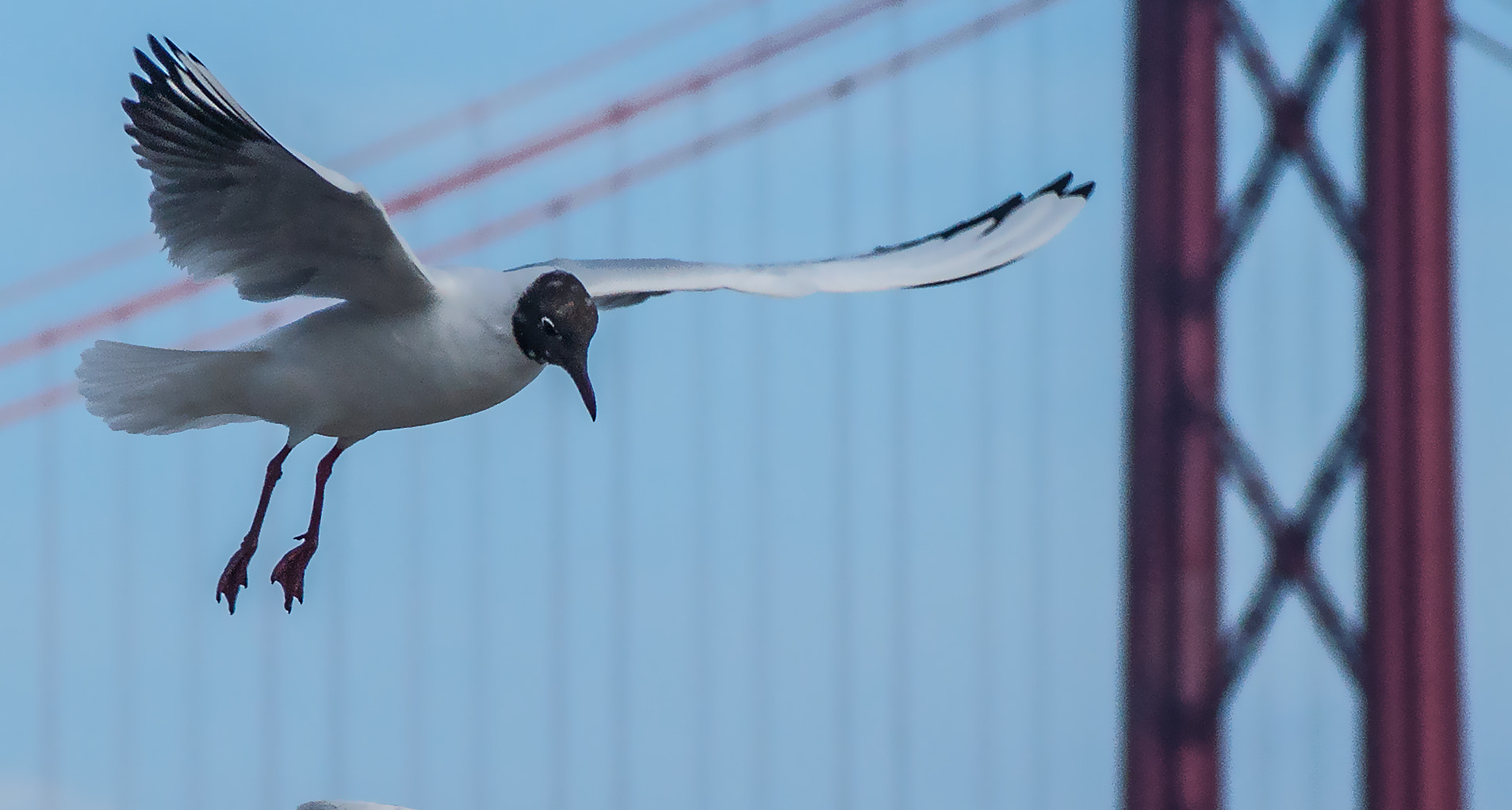 AF Zoom-Nikkor 75-240mm f/4.5-5.6D sample photo. Harbor bird photography