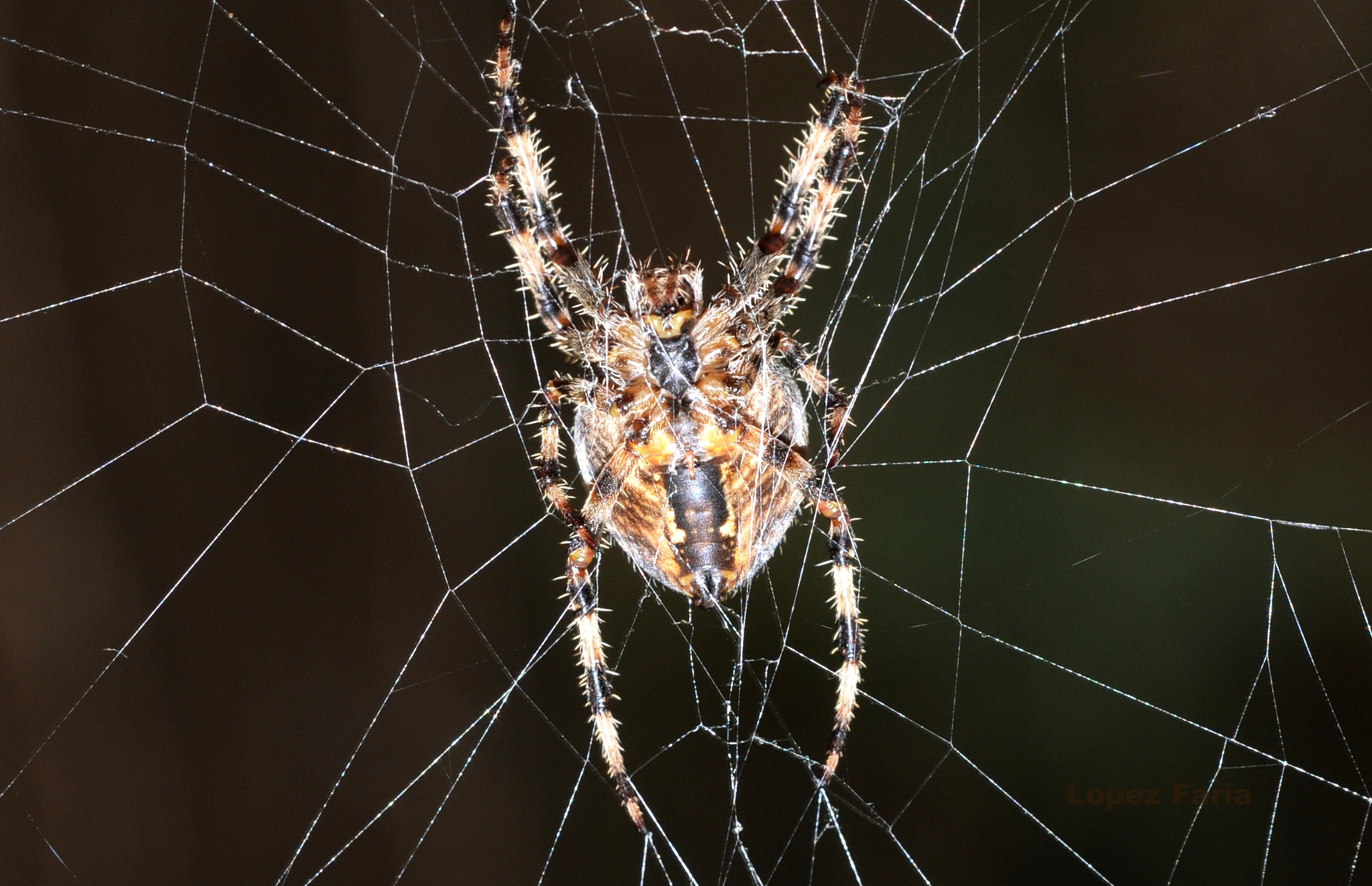 Nikon D300 + Manual Lens No CPU sample photo. Spider ii photography