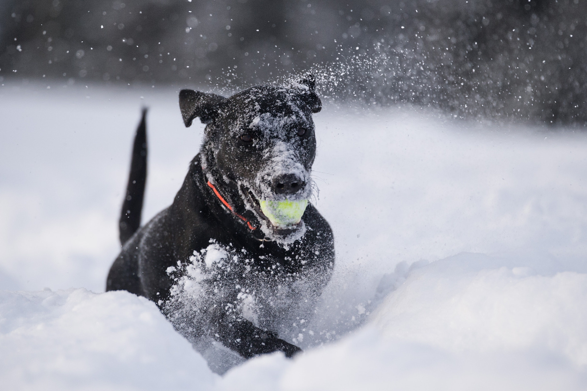 Nikon D3S sample photo. Good dog ! photography