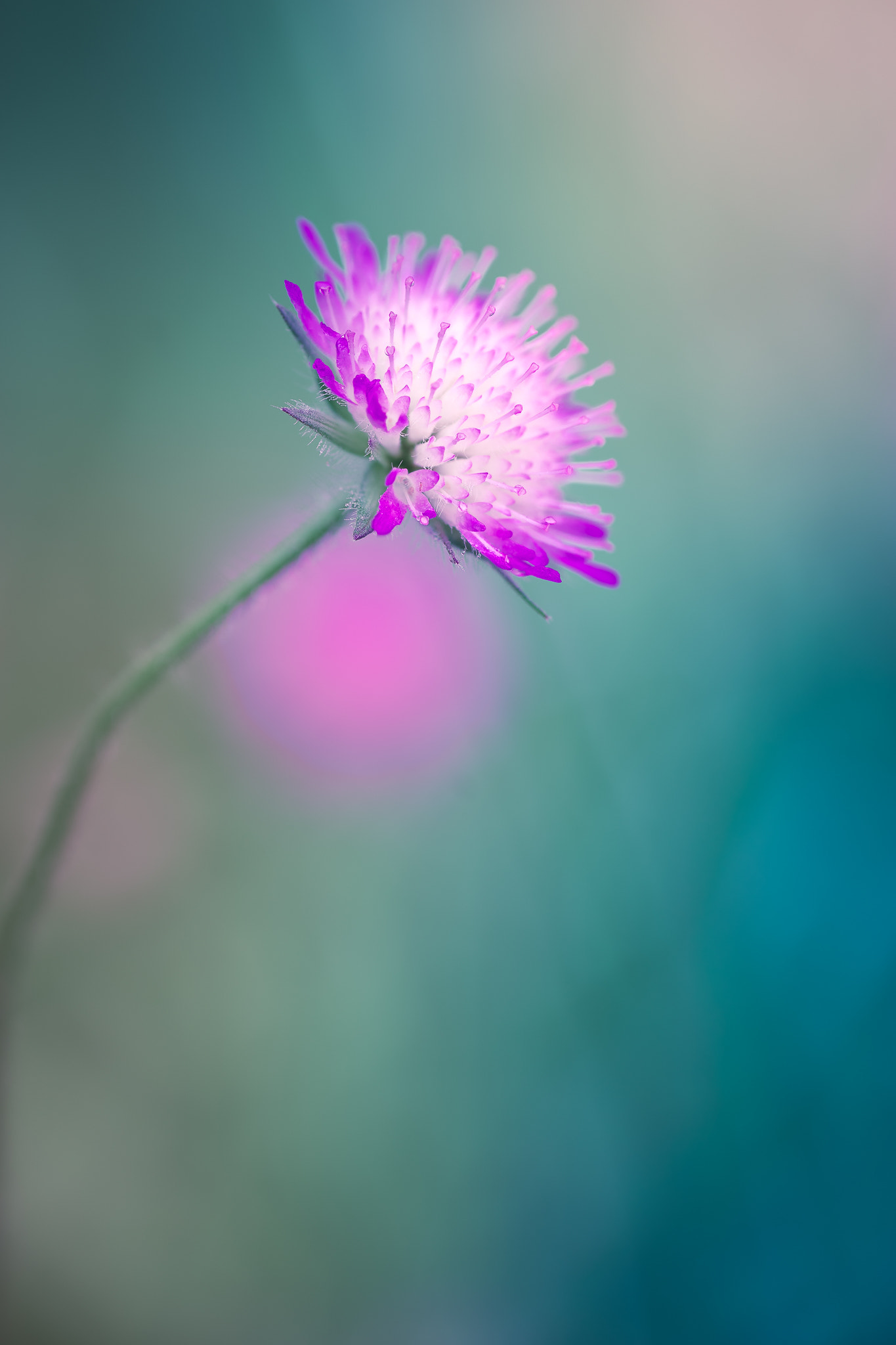 100mm F2.8 G SSM OSS sample photo. Natures tresure chest... photography