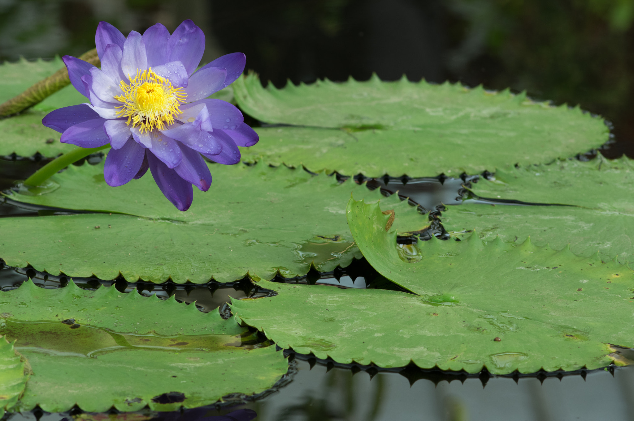 Pentax smc DA* 200mm F2.8 ED (IF) SDM sample photo. Purple flower photography