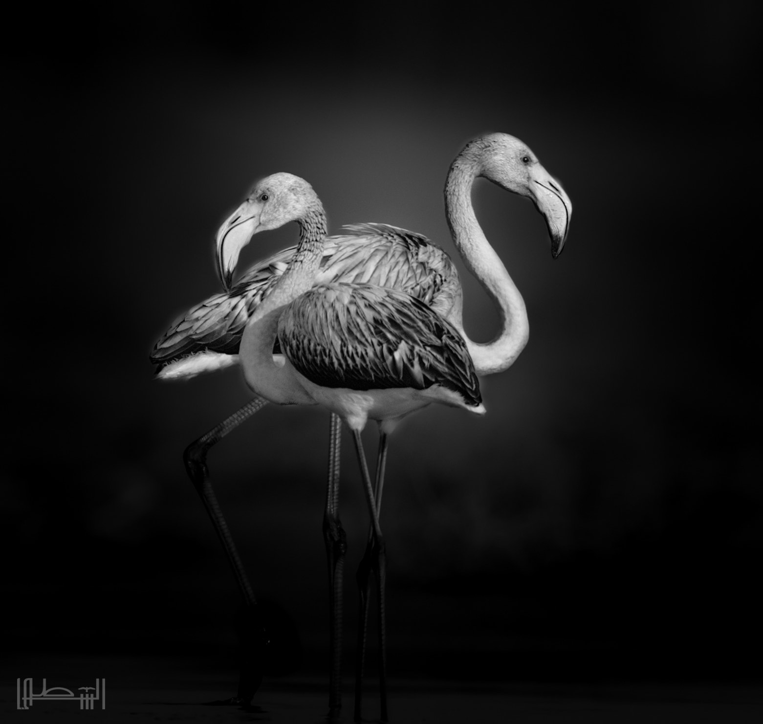 Nikon D4S sample photo. Flamingo photography