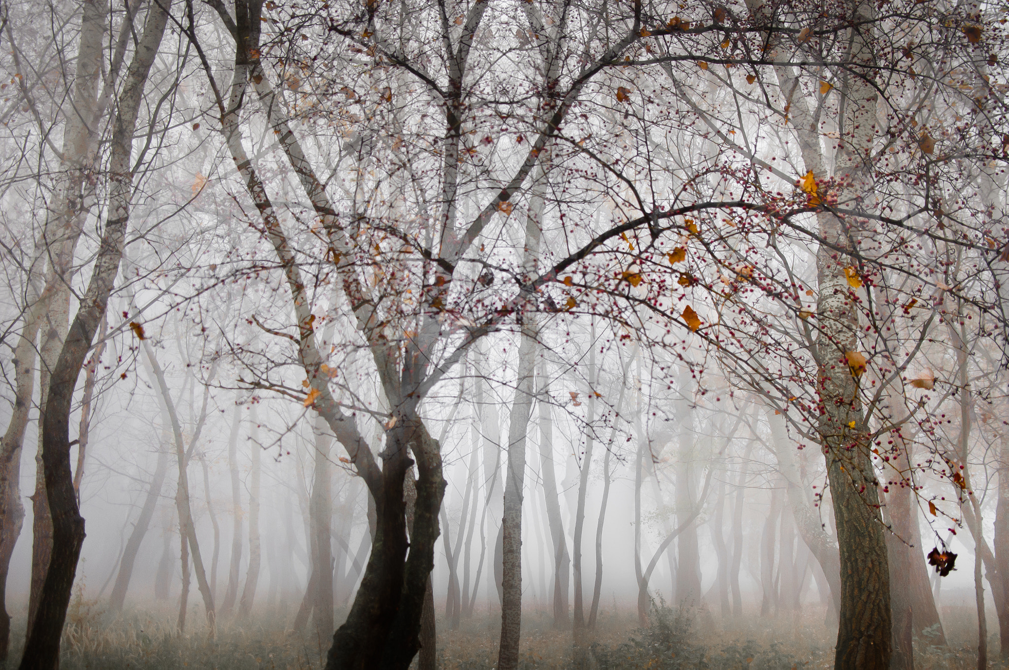 Pentax K-x sample photo. Trees photography