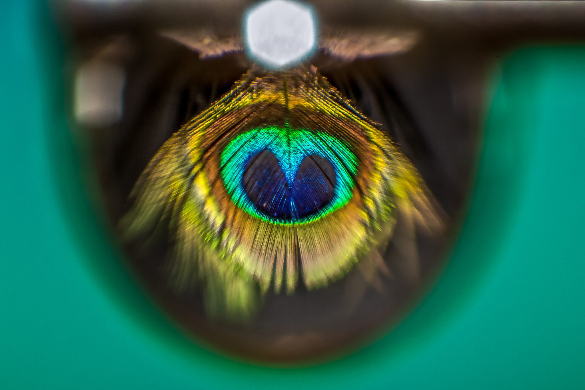 Canon MP-E 65mm F2.5 1-5x Macro Photo sample photo. Eye peacock ii photography