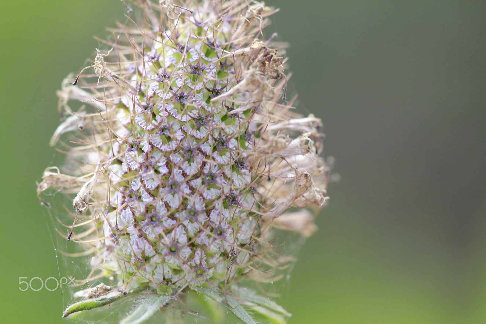 Sigma APO Macro 150mm f/2.8 EX DG HSM sample photo. Macro flower photography