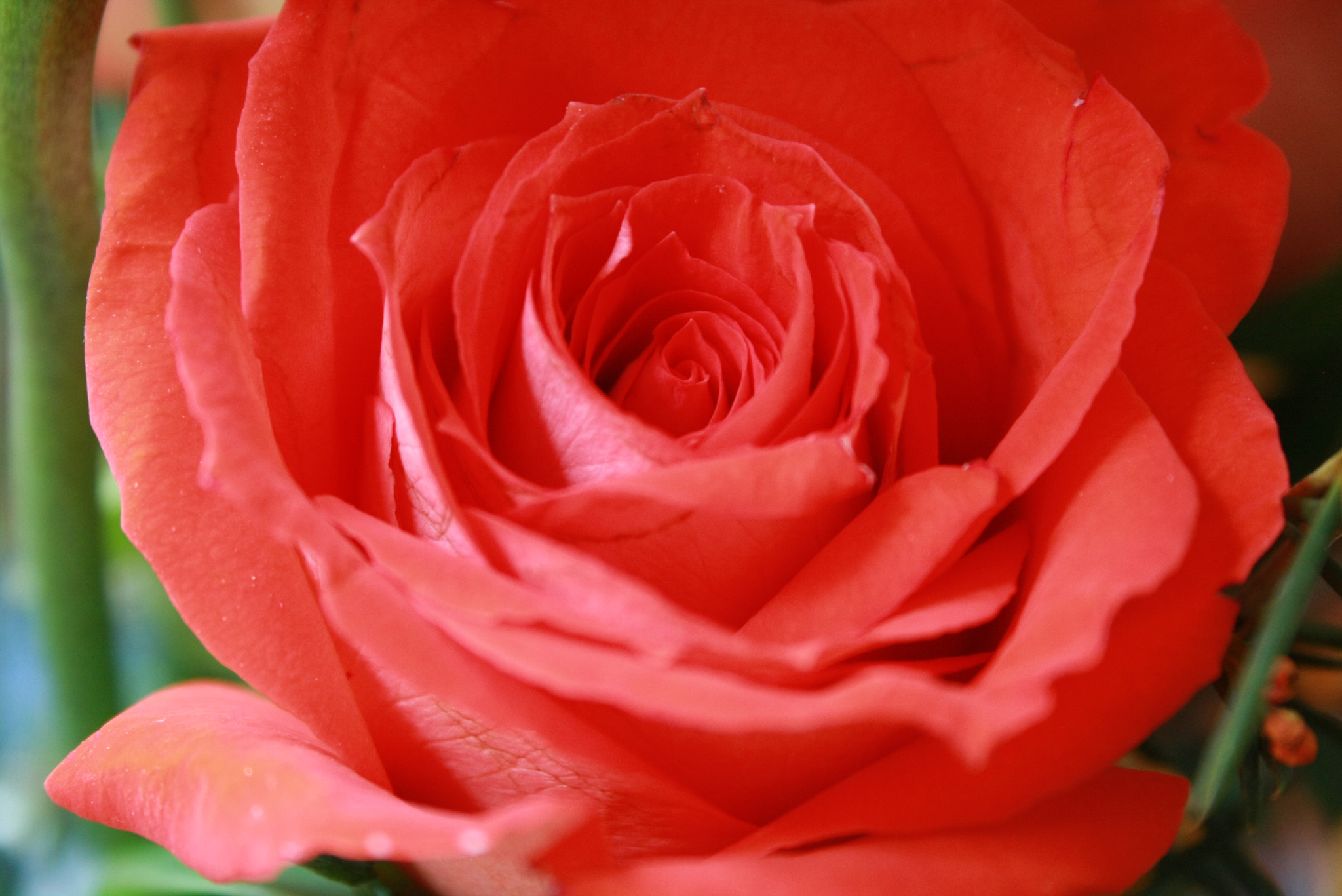 Canon EF-S 18-55mm f/3.5-5.6 USM sample photo. Rojo photography