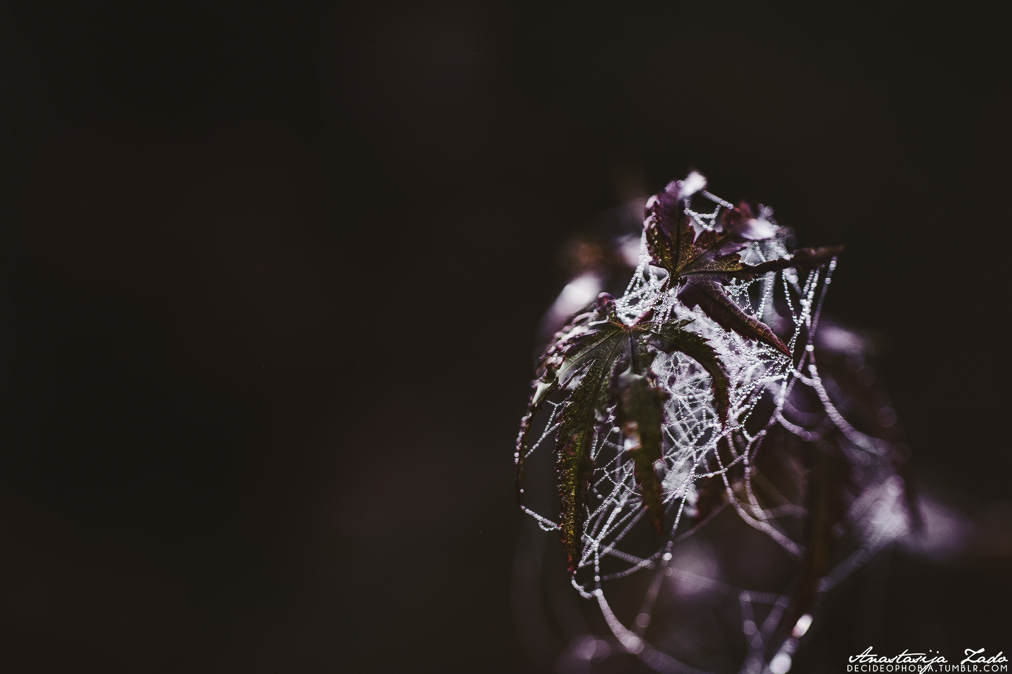 Nikon D3100 + Sigma 50mm F2.8 EX DG Macro sample photo. Once in a dream photography