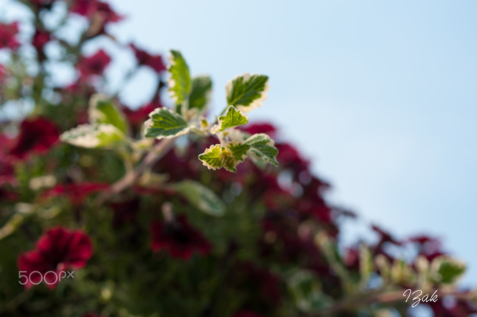 Pentax K20D + HD Pentax DA 35mm F2.8 Macro Limited sample photo. Summer garden photography