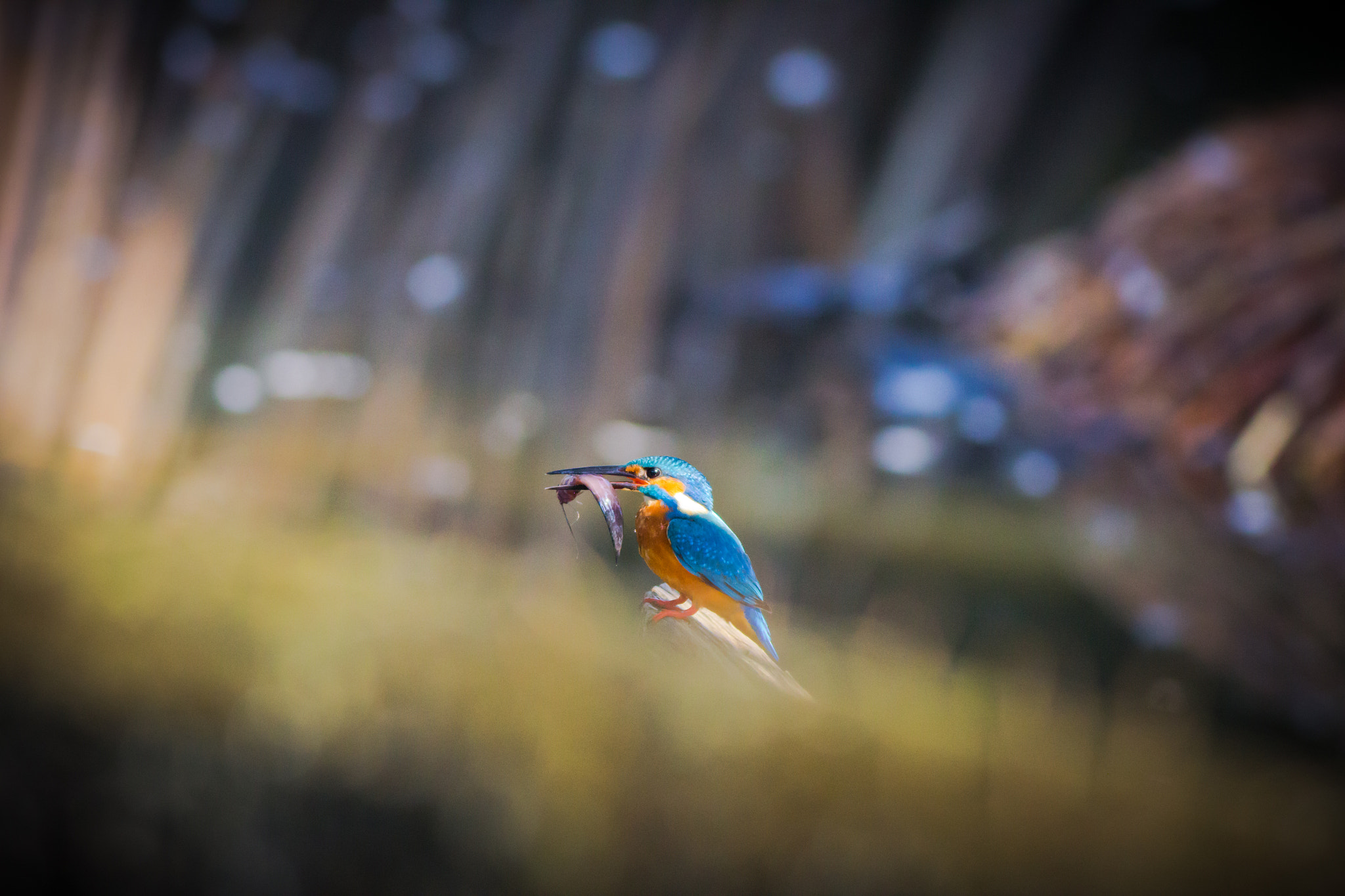 Canon EOS 600D (Rebel EOS T3i / EOS Kiss X5) + Canon EF 400mm F5.6L USM sample photo. Early bird photography