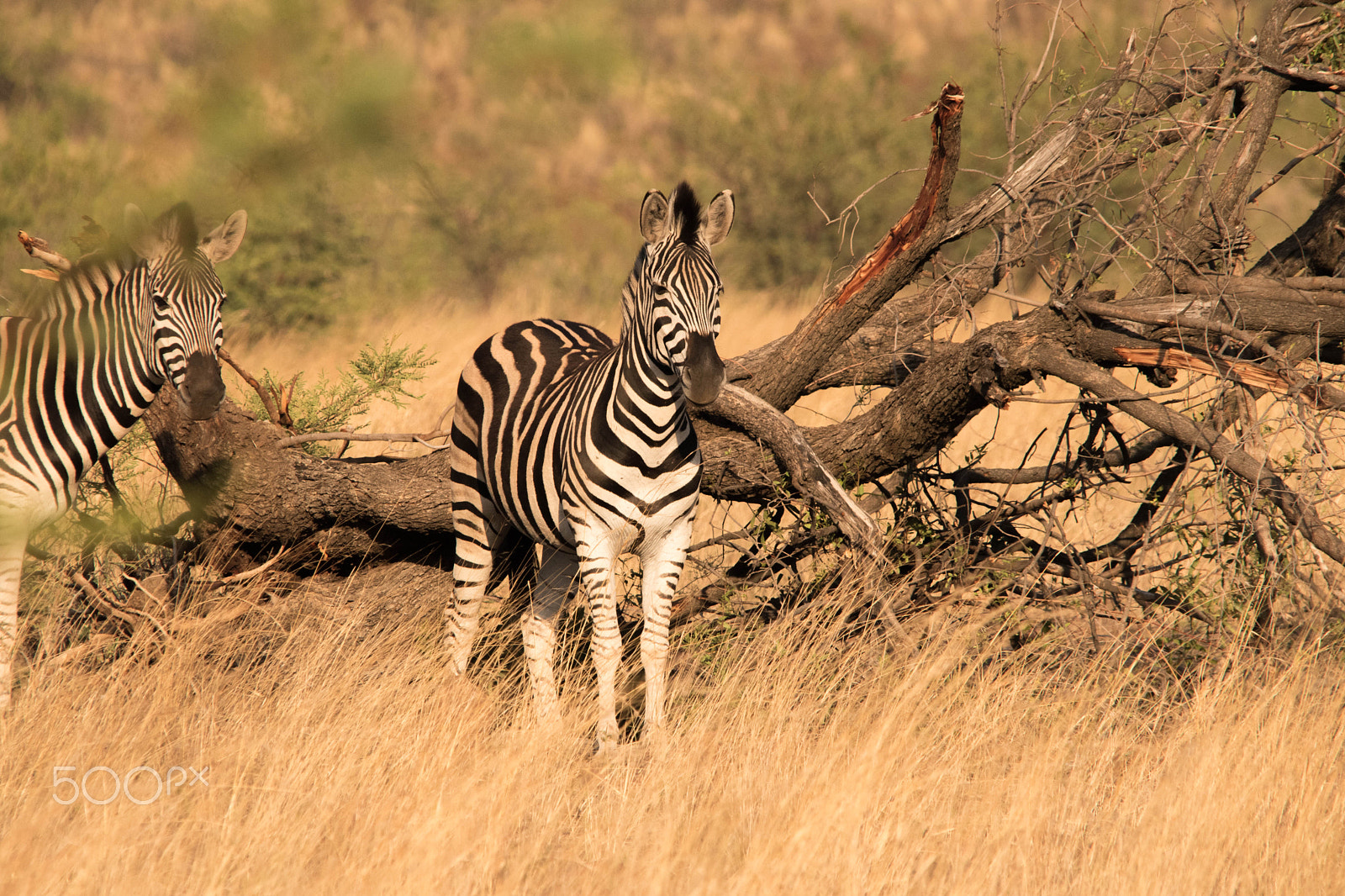 Sigma 150-500mm F5-6.3 DG OS HSM sample photo. Pilanesberg  nature reserve, south africa photography