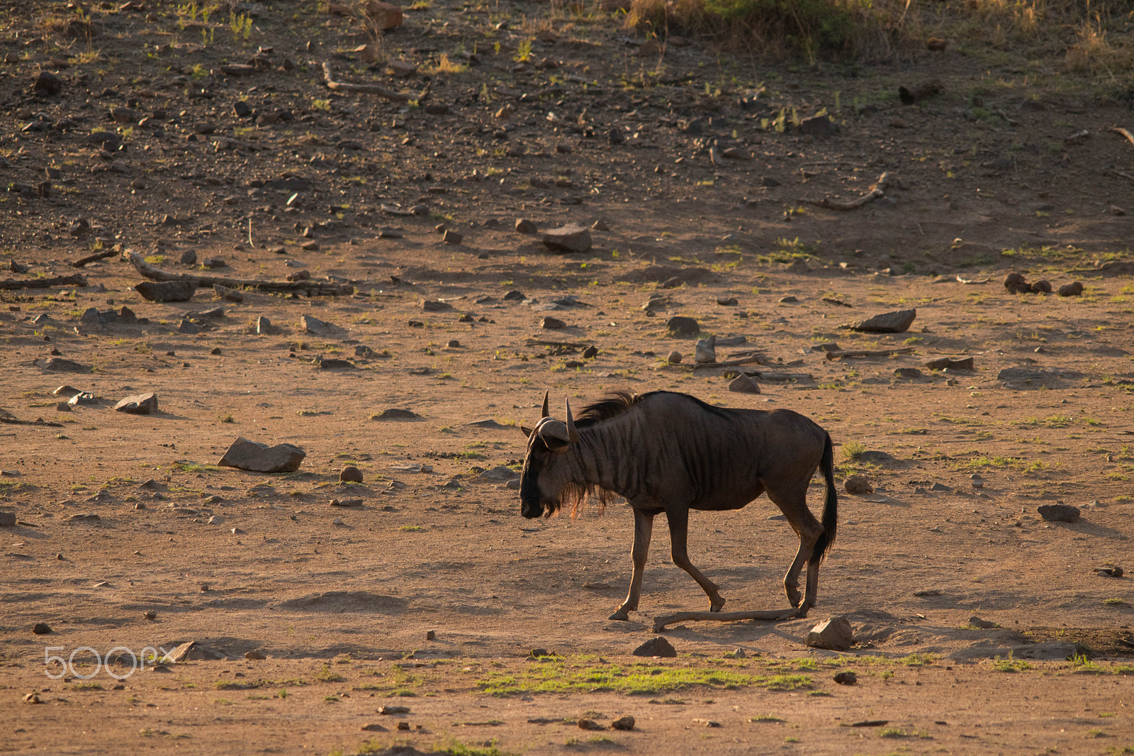 Sigma 150-500mm F5-6.3 DG OS HSM sample photo. Pilanesberg  nature reserve, south africa photography