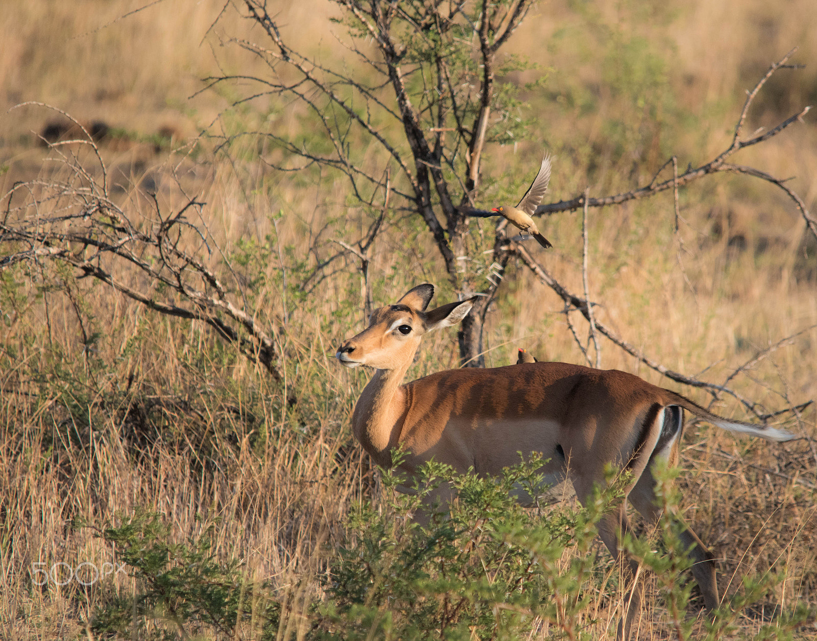 Sigma 150-500mm F5-6.3 DG OS HSM sample photo. Pilanesberg  nature reserve, south africa photography