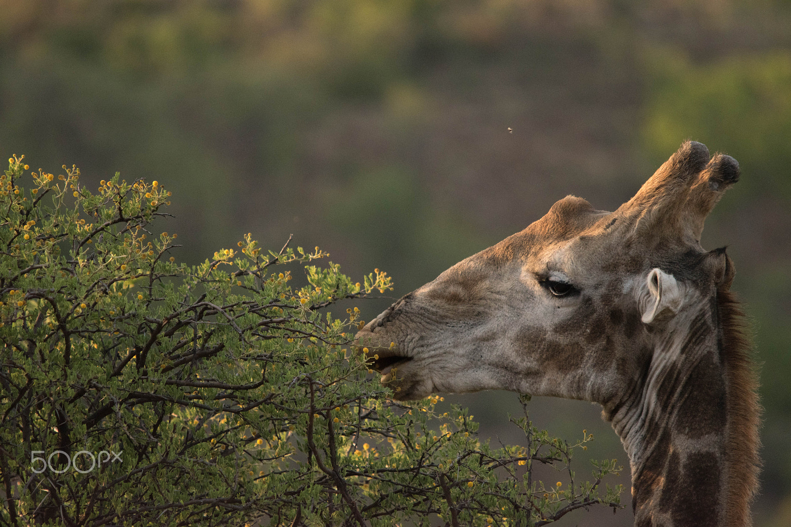 Sigma 150-500mm F5-6.3 DG OS HSM sample photo. Pilanesberg  nature reserve, south africa photography