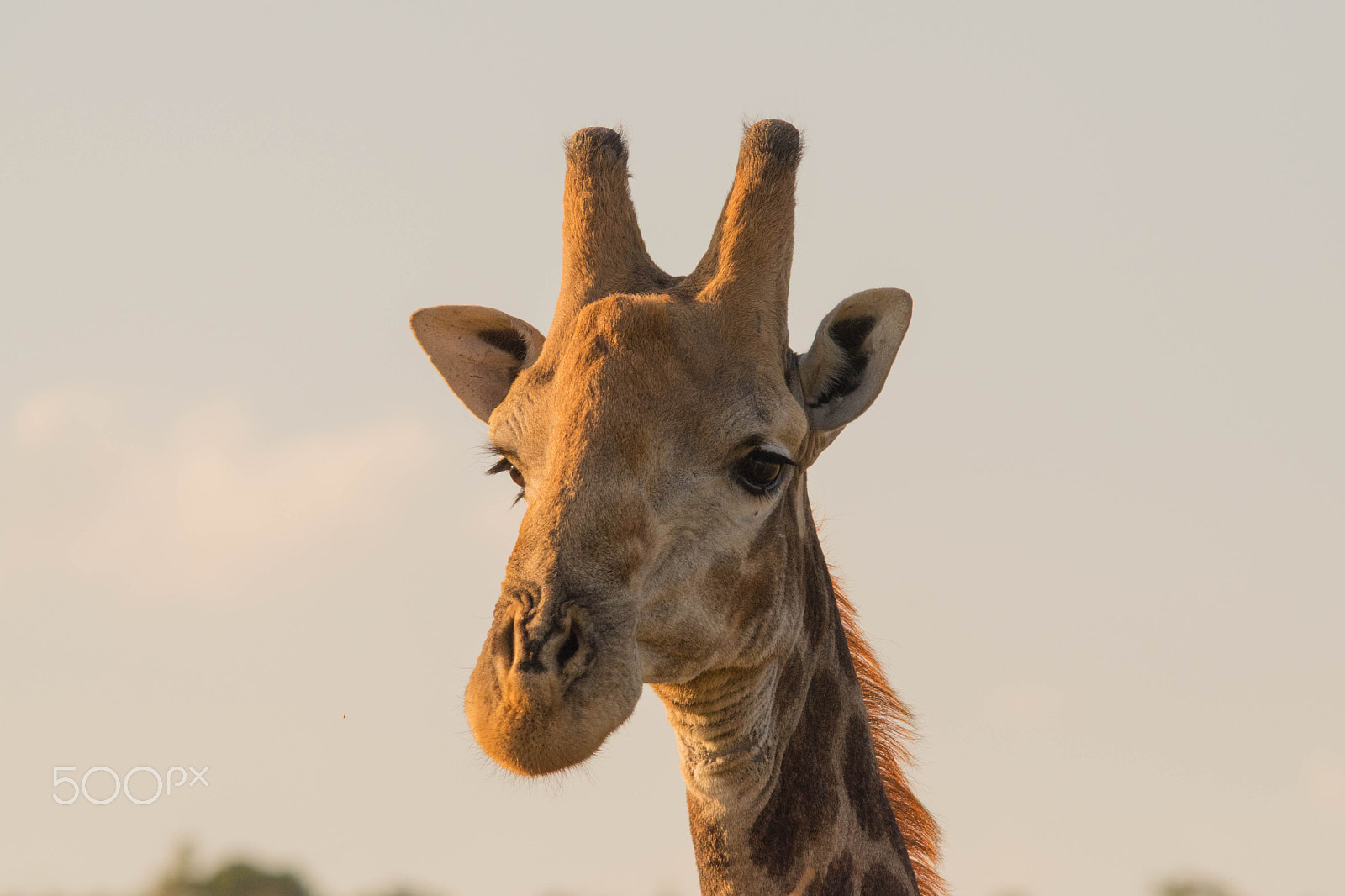 Sigma 150-500mm F5-6.3 DG OS HSM sample photo. Pilanesberg  nature reserve, south africa photography