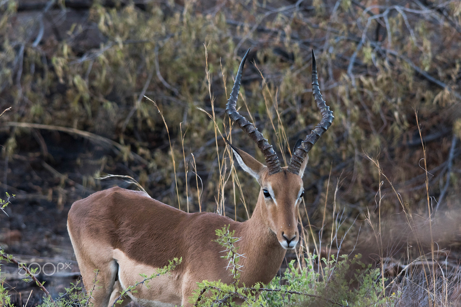 Sigma 150-500mm F5-6.3 DG OS HSM sample photo. Pilanesberg  nature reserve, south africa photography