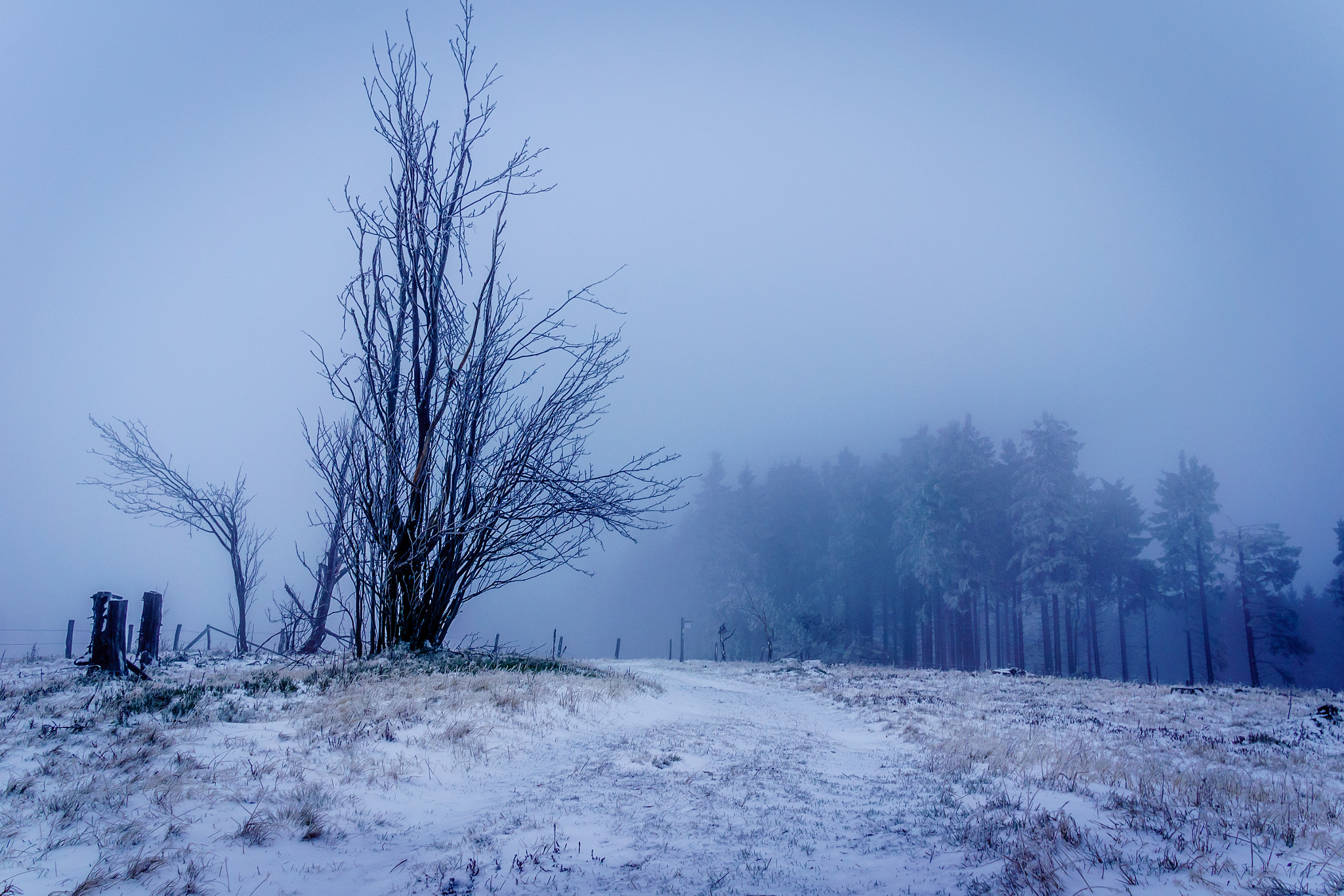 Sony Alpha NEX-5R + Sigma 19mm F2.8 EX DN sample photo. The mystical forest photography