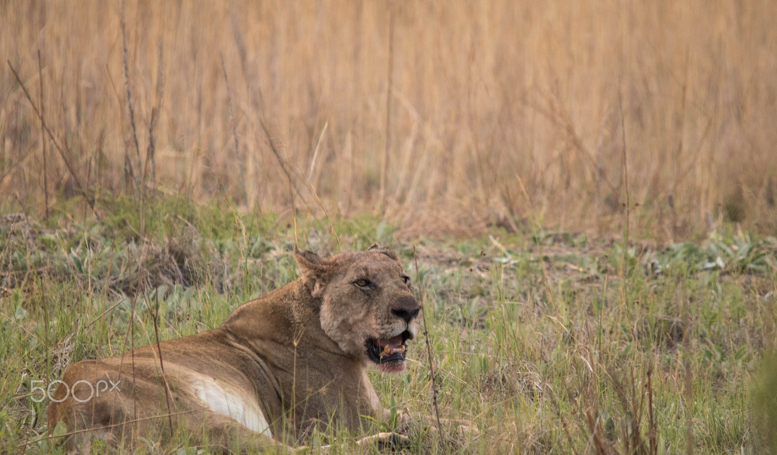 Sigma 150-500mm F5-6.3 DG OS HSM sample photo. Pilanesberg  nature reserve, south africa photography