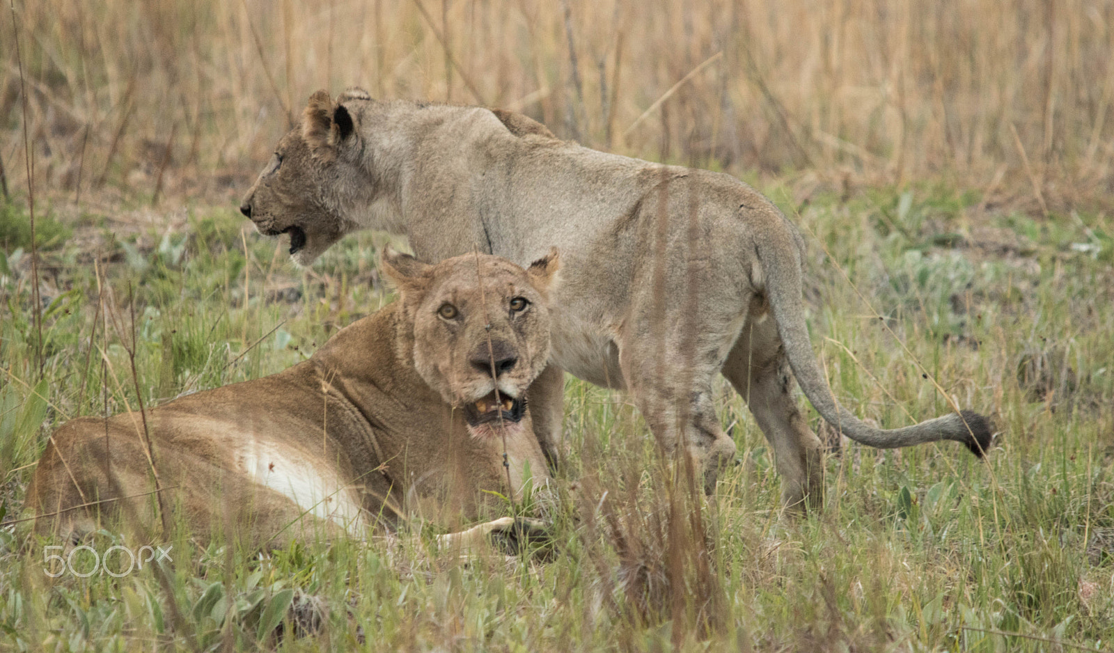 Sigma 150-500mm F5-6.3 DG OS HSM sample photo. Pilanesberg  nature reserve, south africa photography