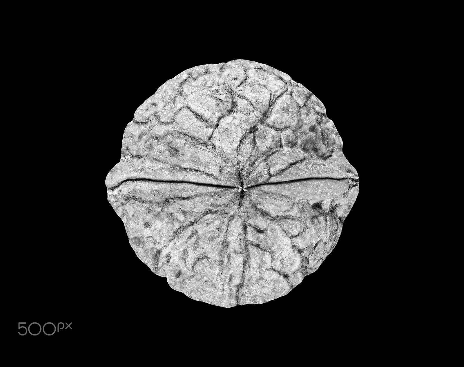Sigma 70mm F2.8 EX DG Macro sample photo. Nut full moon photography