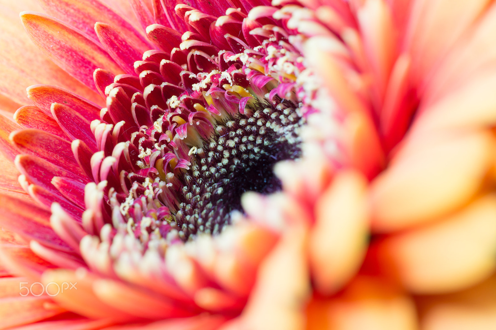 Sony SLT-A77 + Sigma 70mm F2.8 EX DG Macro sample photo. Gerbera photography