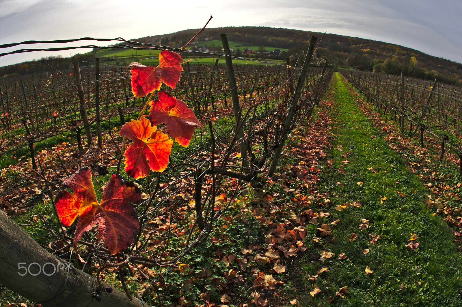 Canon EF 15mm F2.8 Fisheye sample photo. Trellising in lyre photography