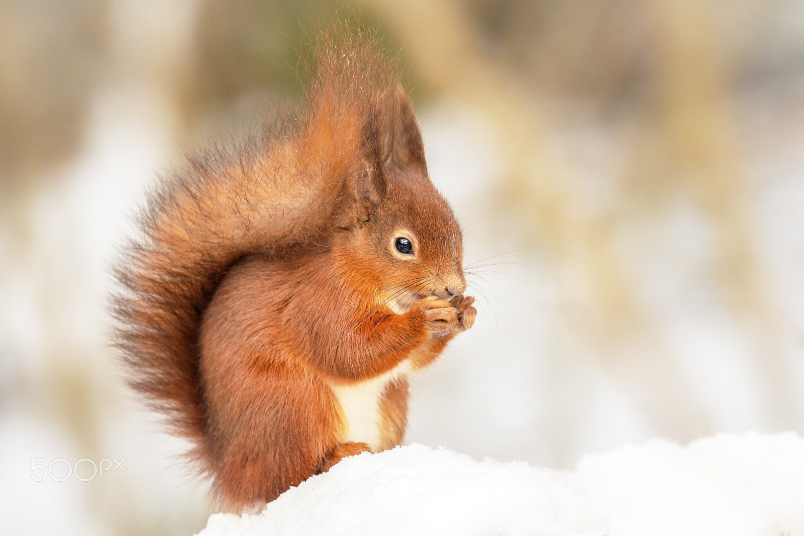 Canon EOS-1D Mark III sample photo. 'wintertime' red squirrel photography