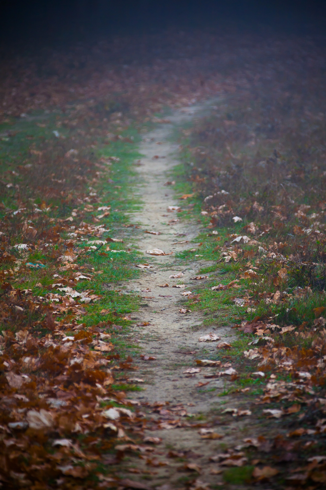 Canon EF 28-300mm F3.5-5.6L IS USM sample photo. Autumn is here photography