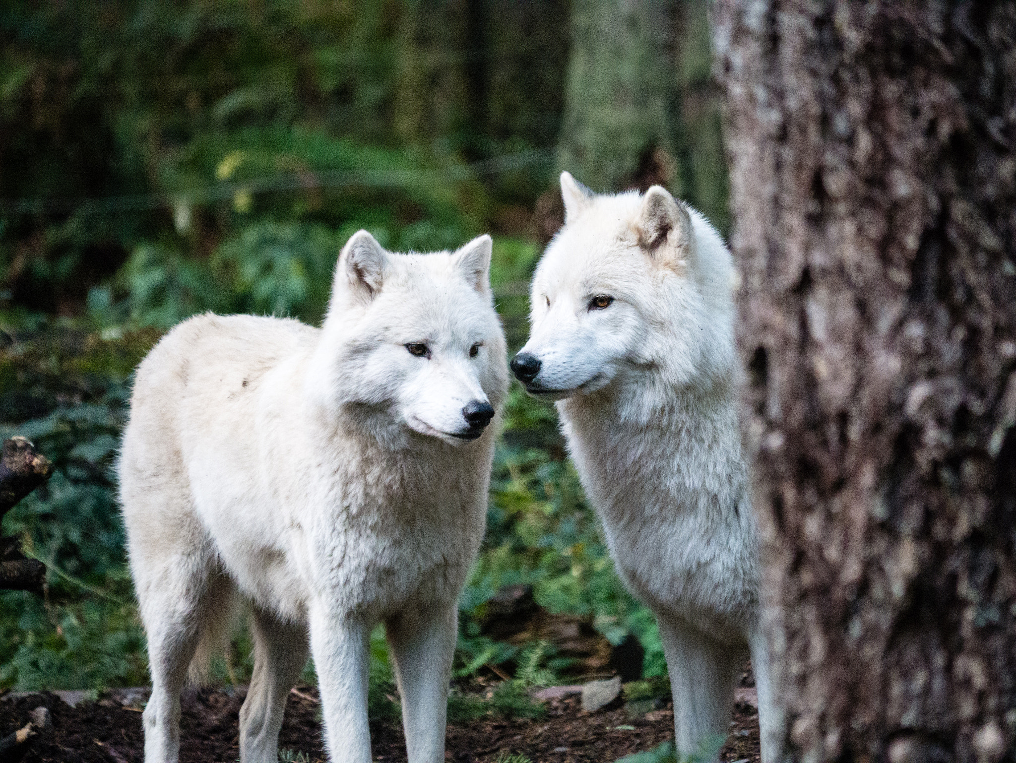 Panasonic Lumix DMC-GX7 sample photo. White wolves photography