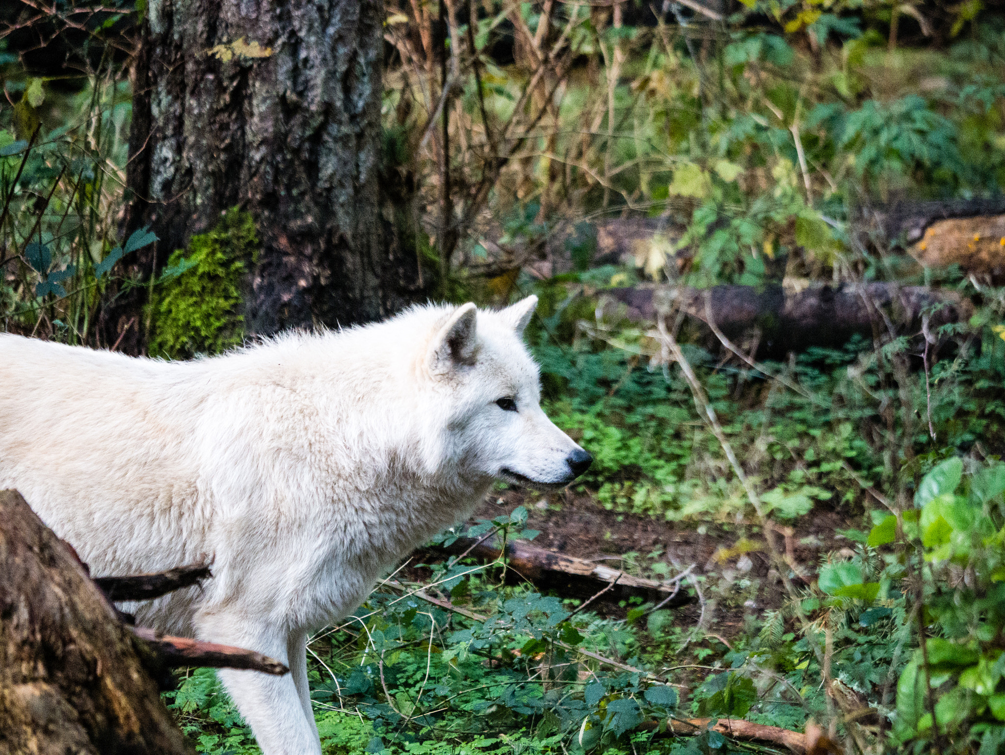 Panasonic Lumix DMC-GX7 sample photo. White wolf photography
