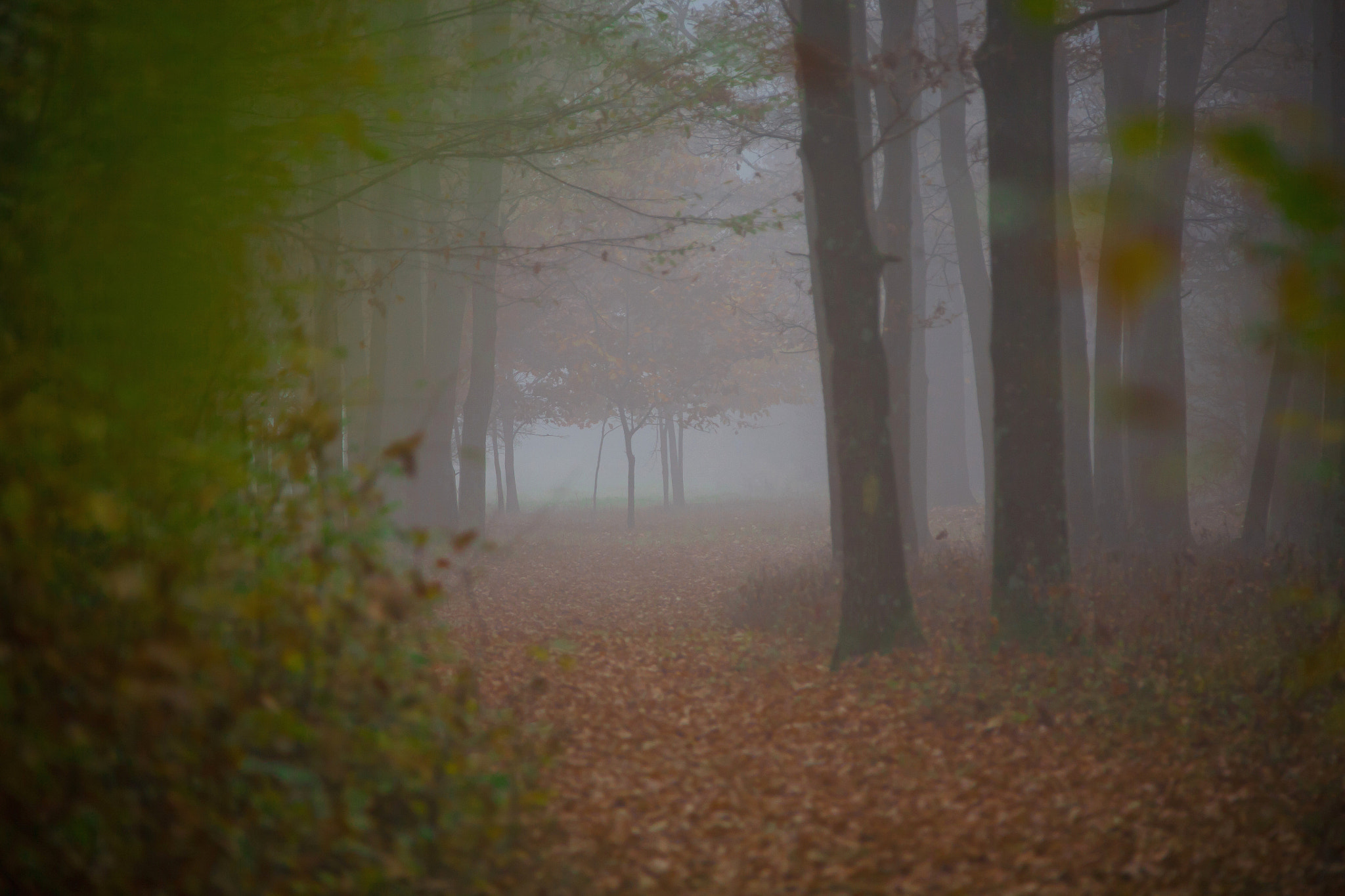 Canon EF 28-300mm F3.5-5.6L IS USM sample photo. Autumn has landed photography