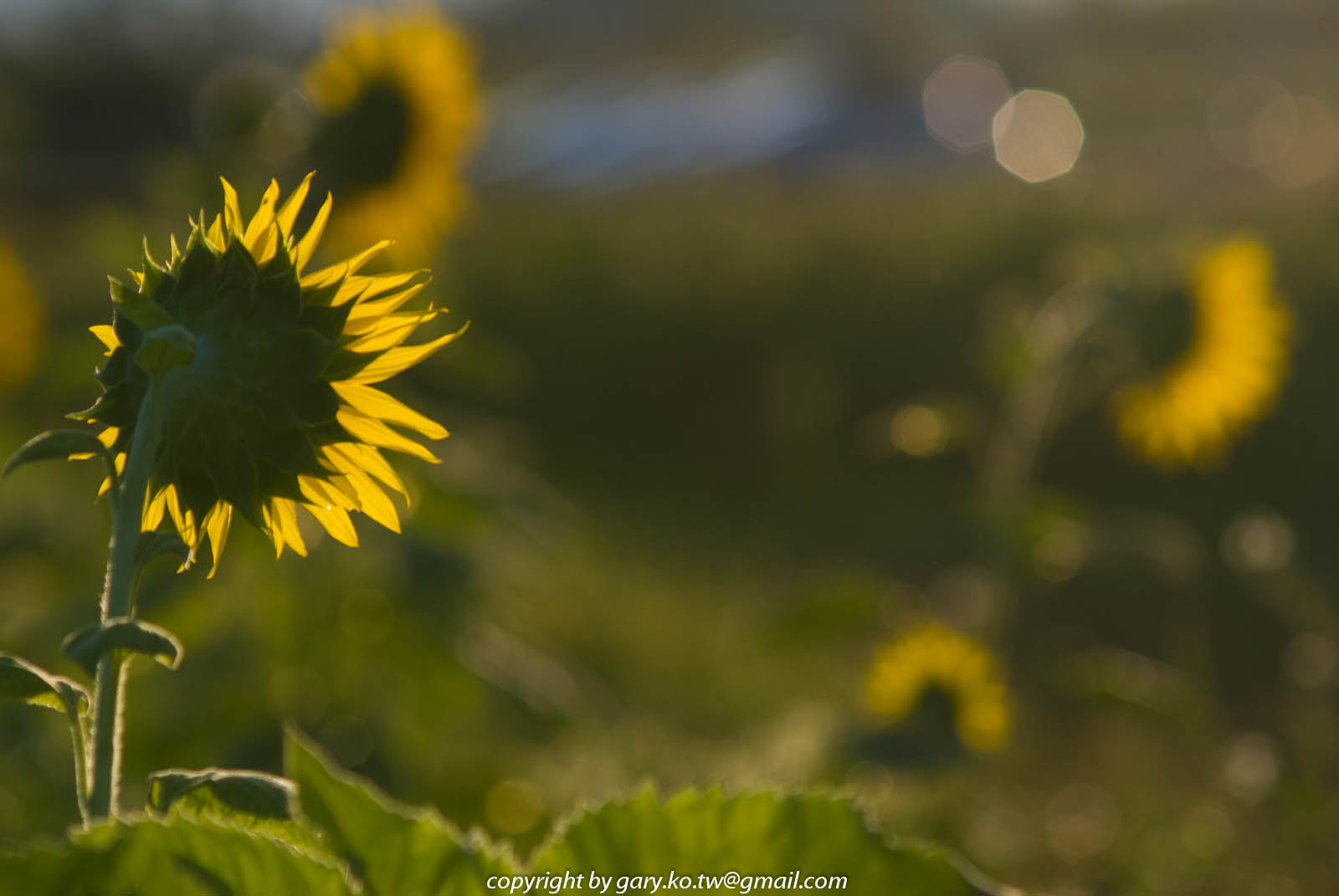 Nikon D60 + AF Zoom-Nikkor 70-210mm f/4 sample photo. Sunflower photography