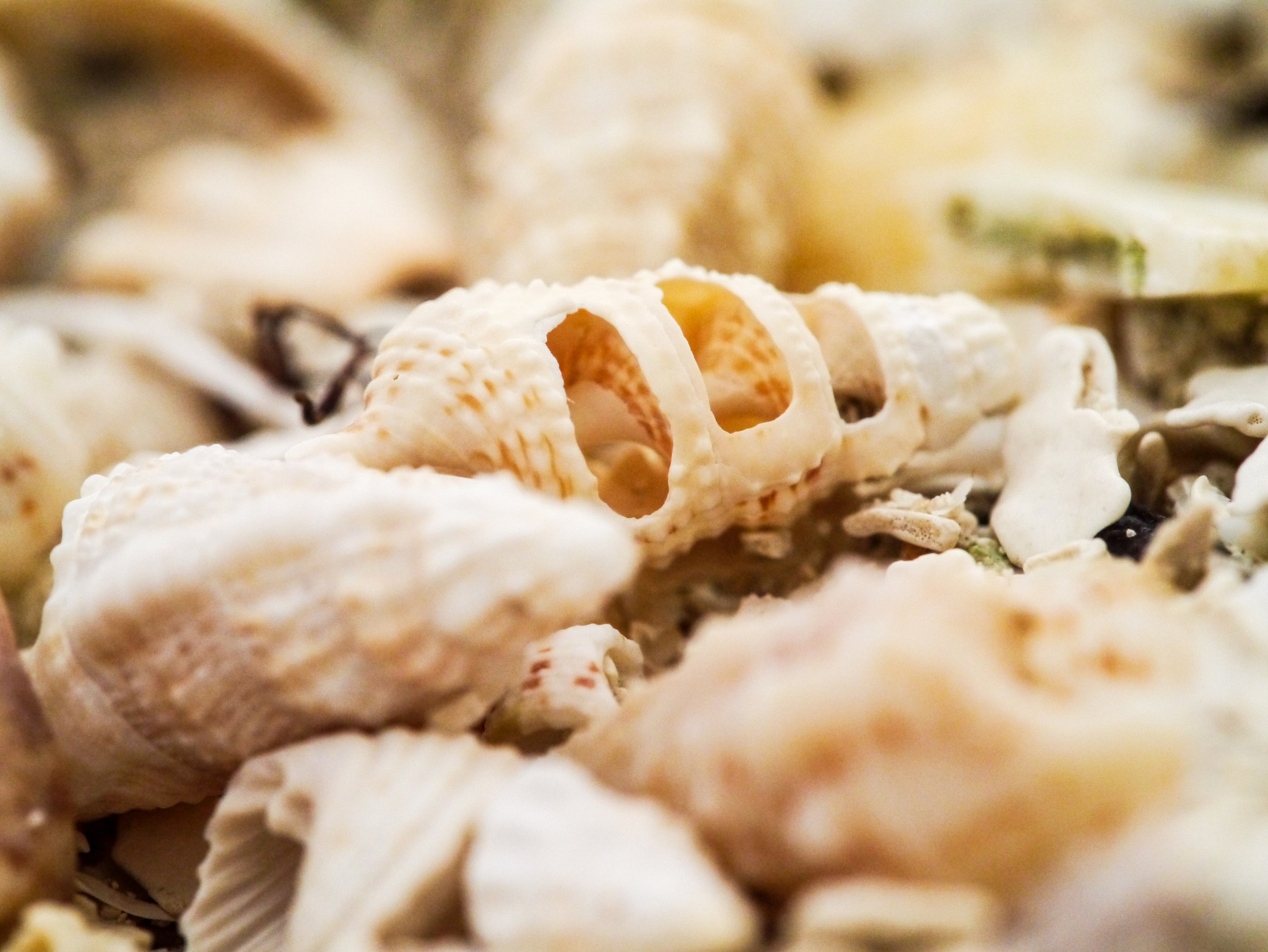 Panasonic Lumix DMC-GX1 sample photo. Shells on the beach photography