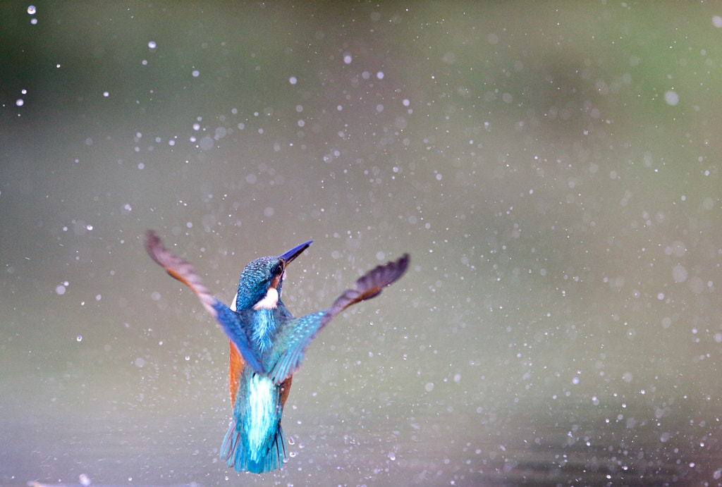 The kingfisher by MARC BOUYER on 500px.com
