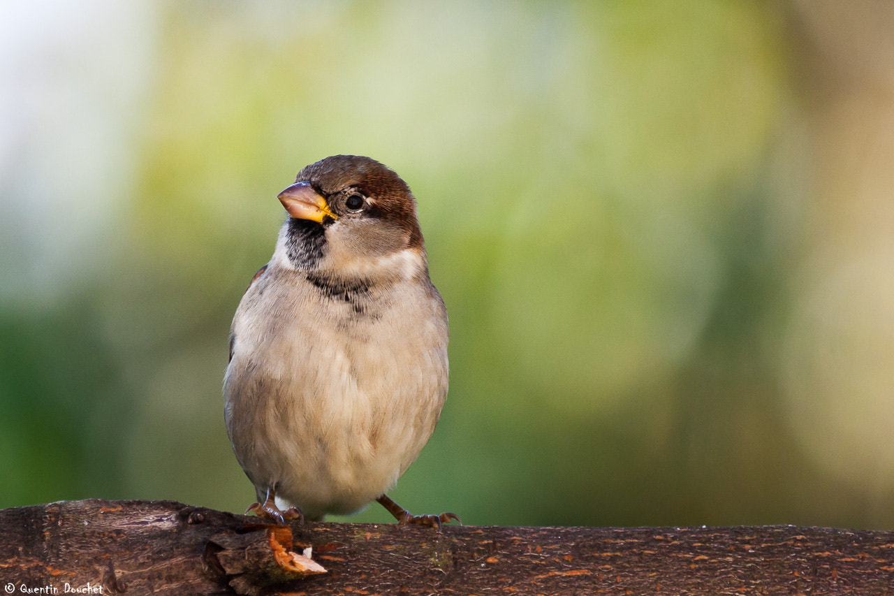 Canon EF 100-400mm F4.5-5.6L IS USM sample photo. Moineau photography