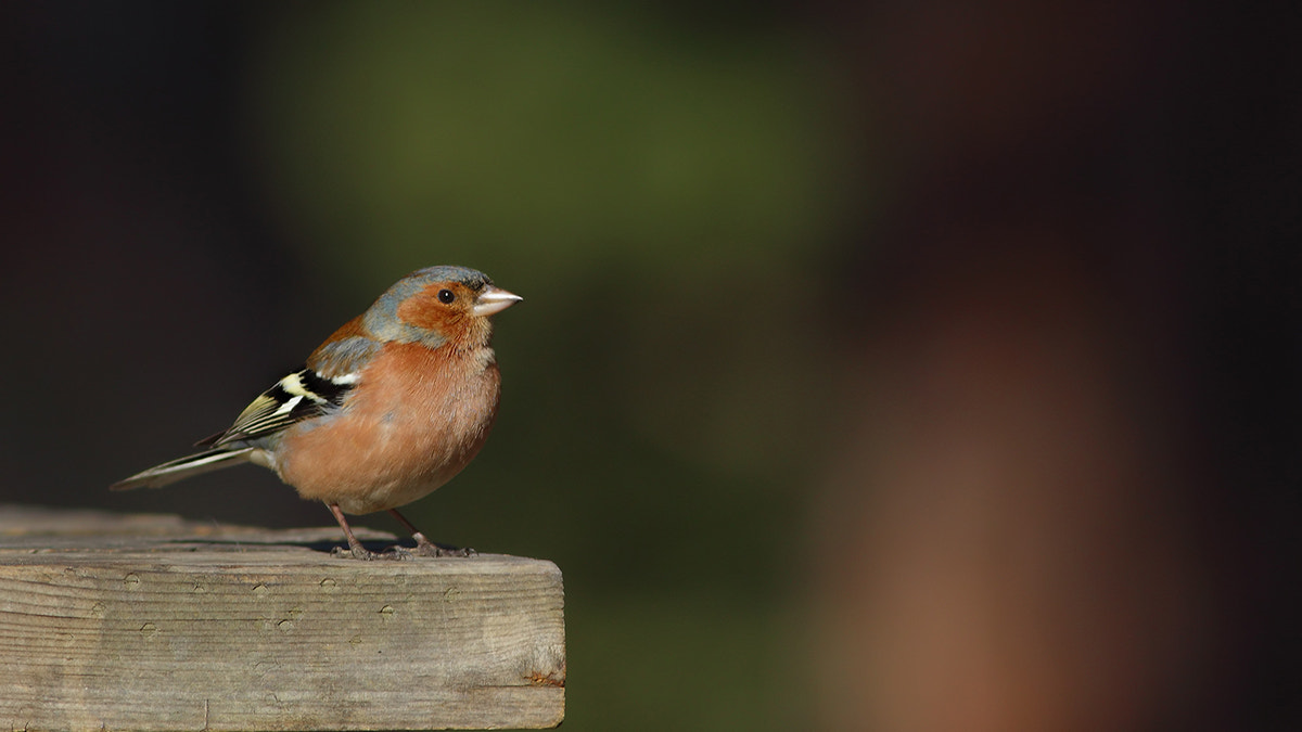 Canon EOS 600D (Rebel EOS T3i / EOS Kiss X5) + Canon EF 400mm F5.6L USM sample photo. İspinoz photography