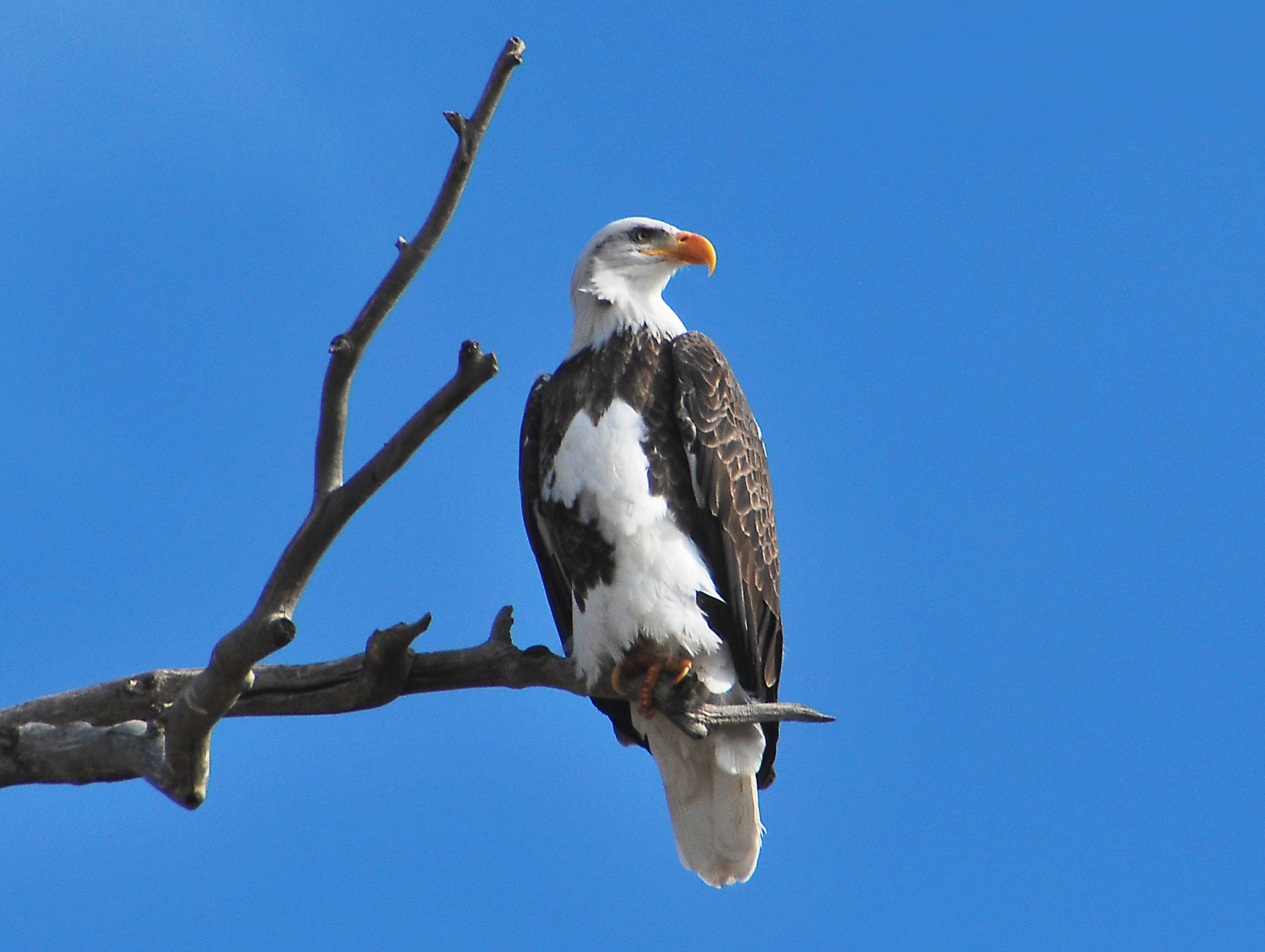 Partial Albino Bald Eagle by Terri Marie - Photo 1300586 / 500px