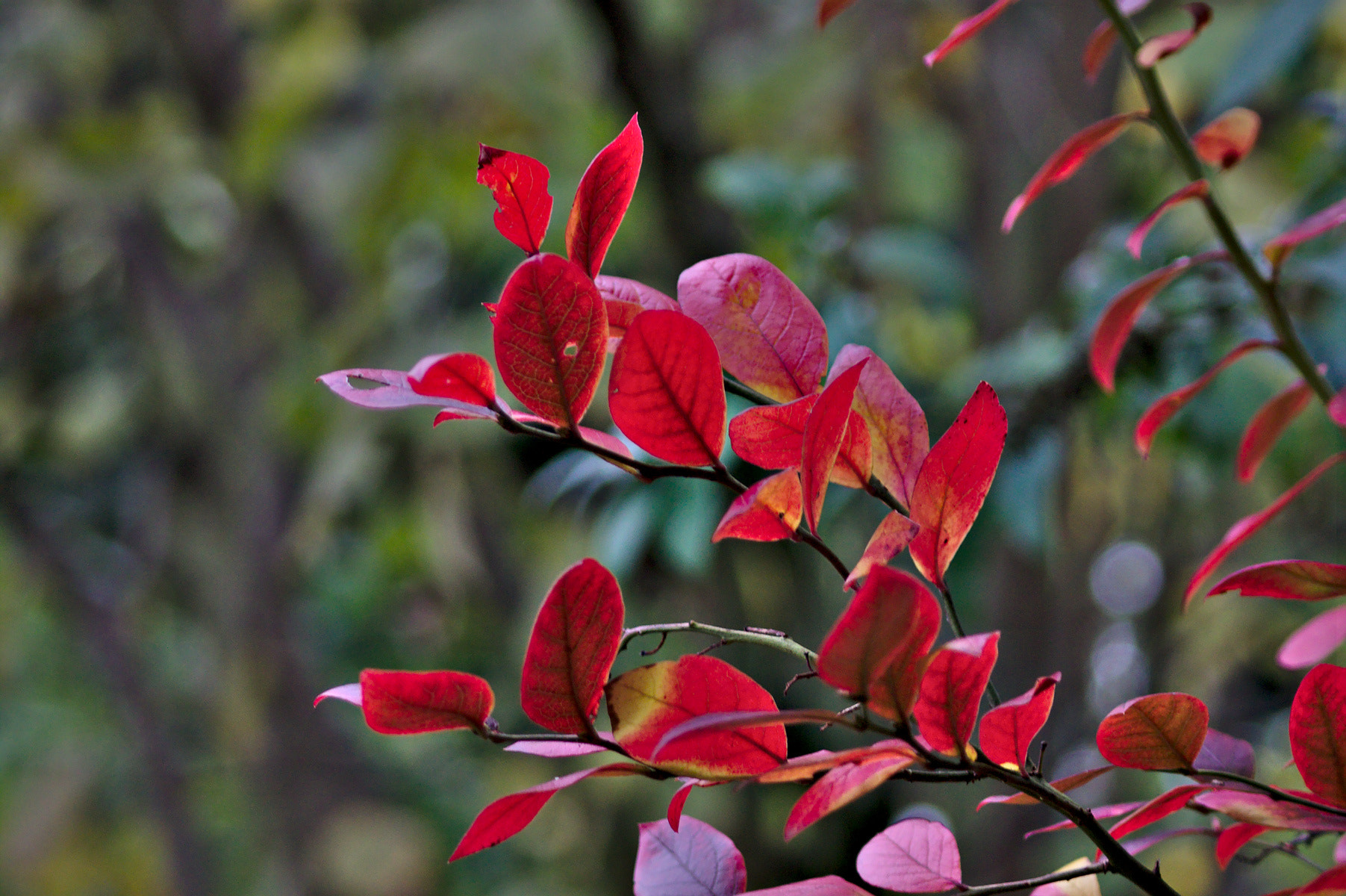 Canon EOS 500D (EOS Rebel T1i / EOS Kiss X3) + Canon EF 70-210mm f/4 sample photo. American blueberry in autumn photography