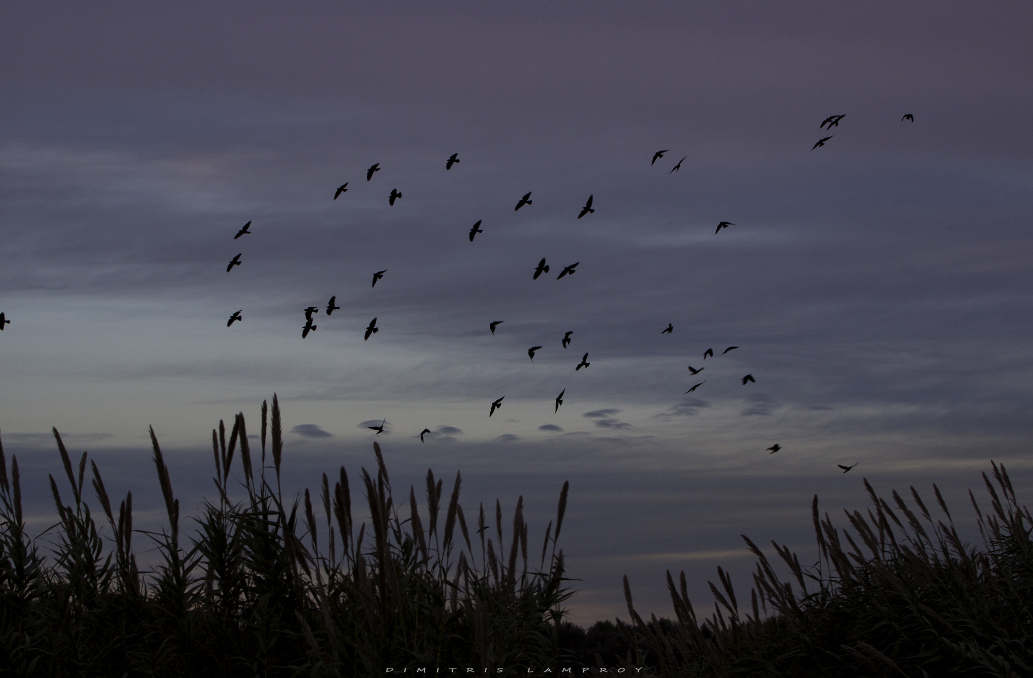 Canon EOS 600D (Rebel EOS T3i / EOS Kiss X5) + Canon EF 70-300mm F4-5.6L IS USM sample photo. Flying @ nightfall photography