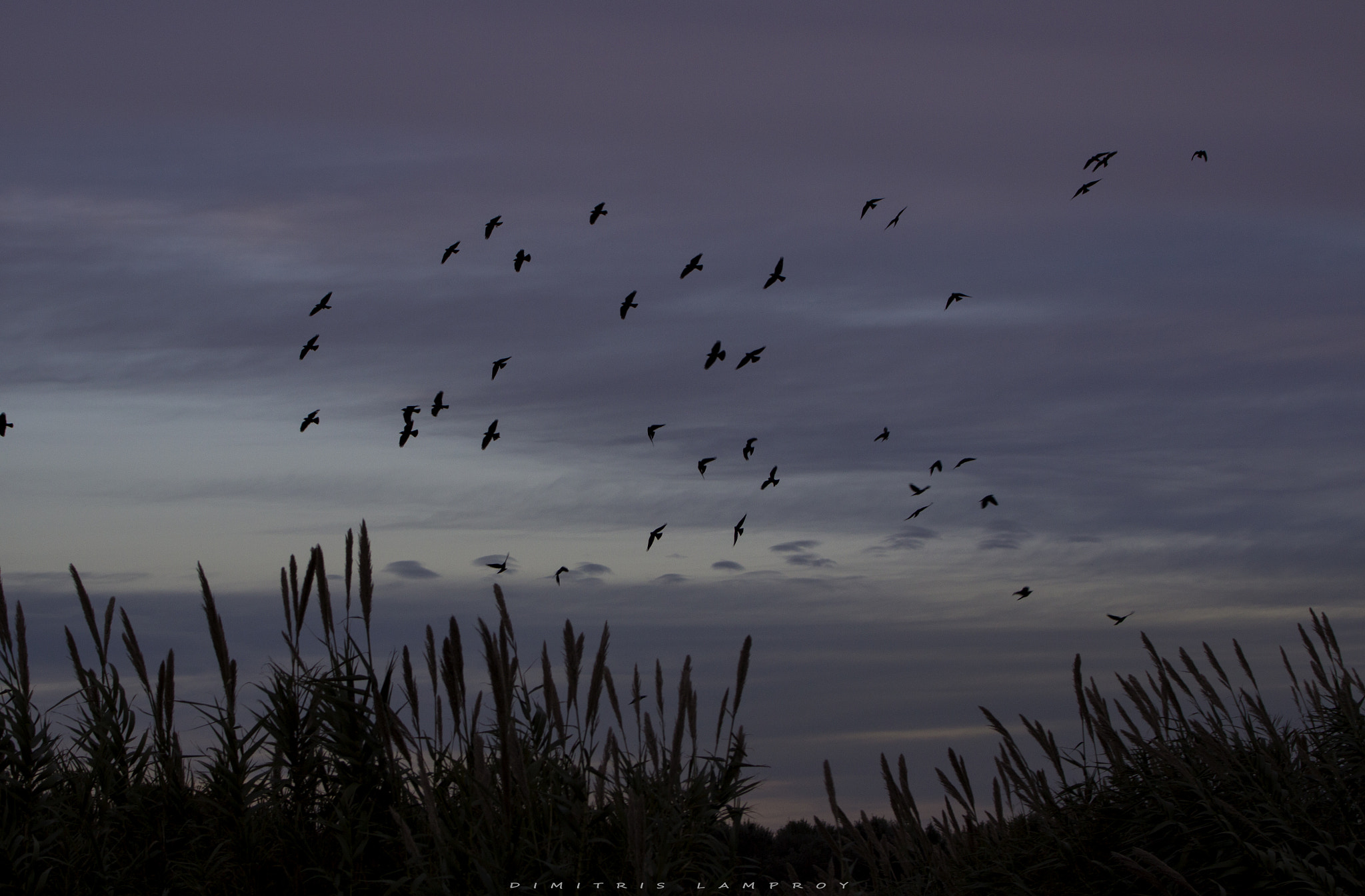 Canon EF 70-300mm F4-5.6L IS USM sample photo. Flying @ nightfall photography