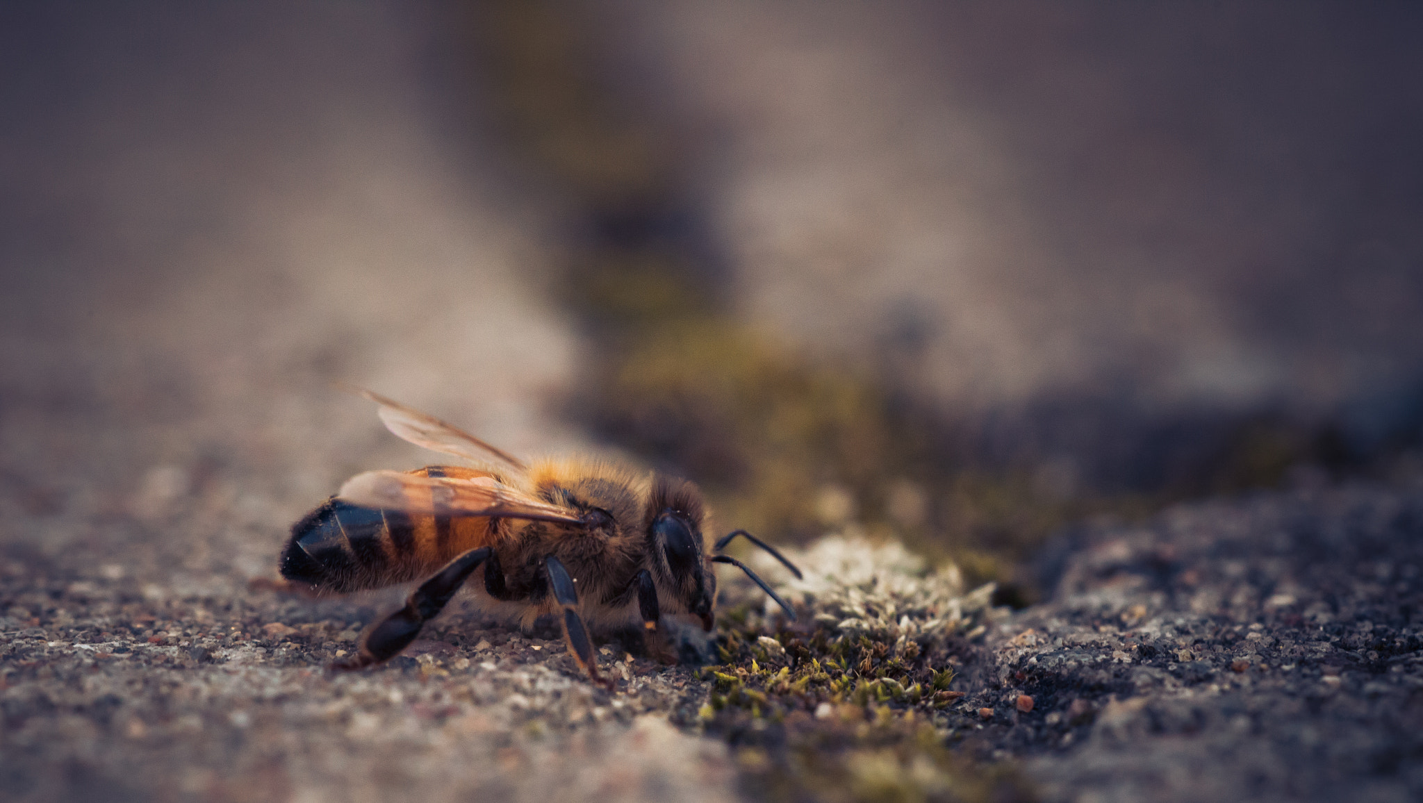 Sigma 150mm f/2.8 EX DG OS HSM APO Macro sample photo. Bee photography