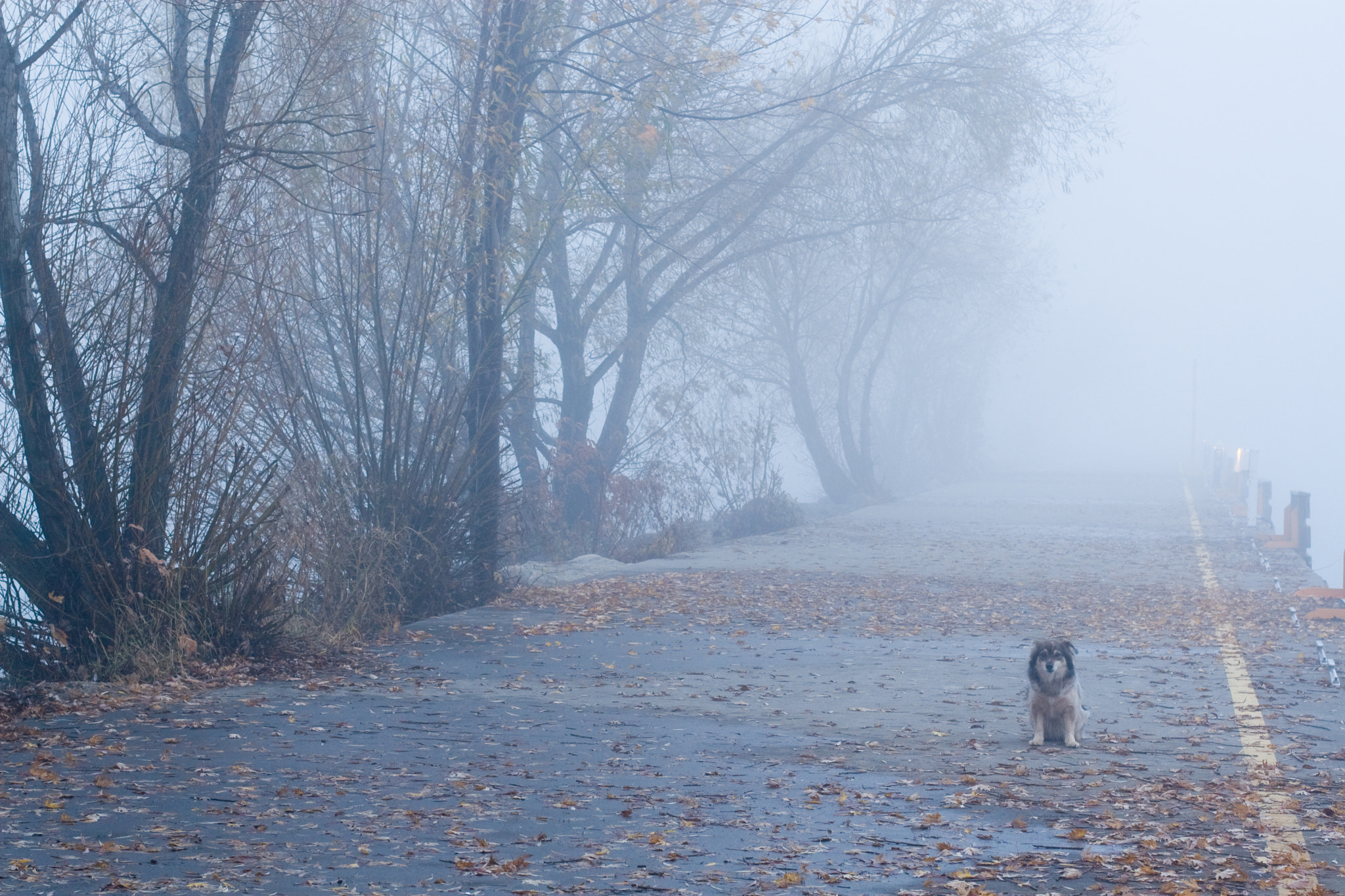 Canon EOS 30D + Canon EF 50mm F1.4 USM sample photo. Foggy night photography