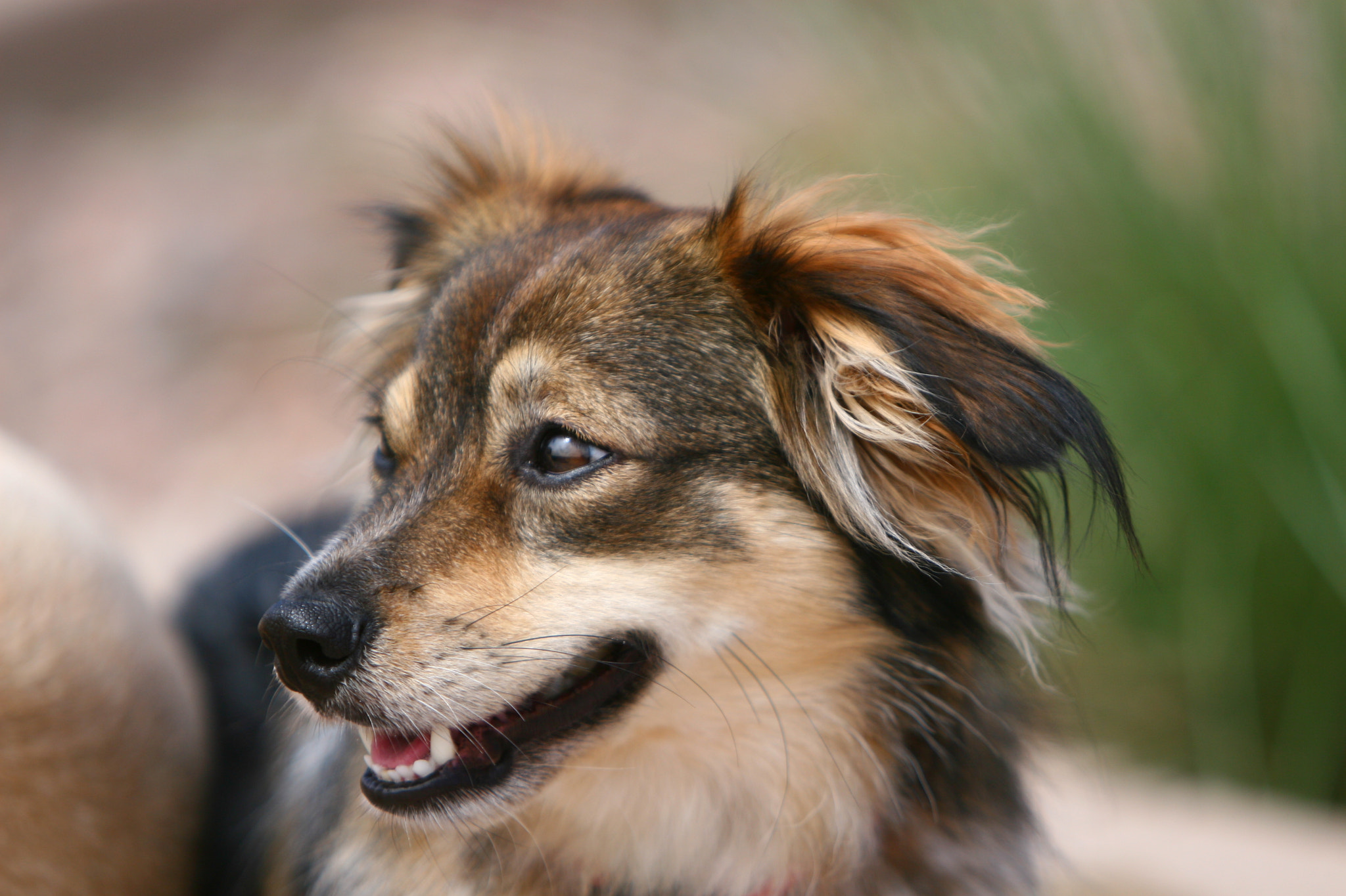 Canon EF 70-200mm F2.8L IS USM sample photo. My dog photography